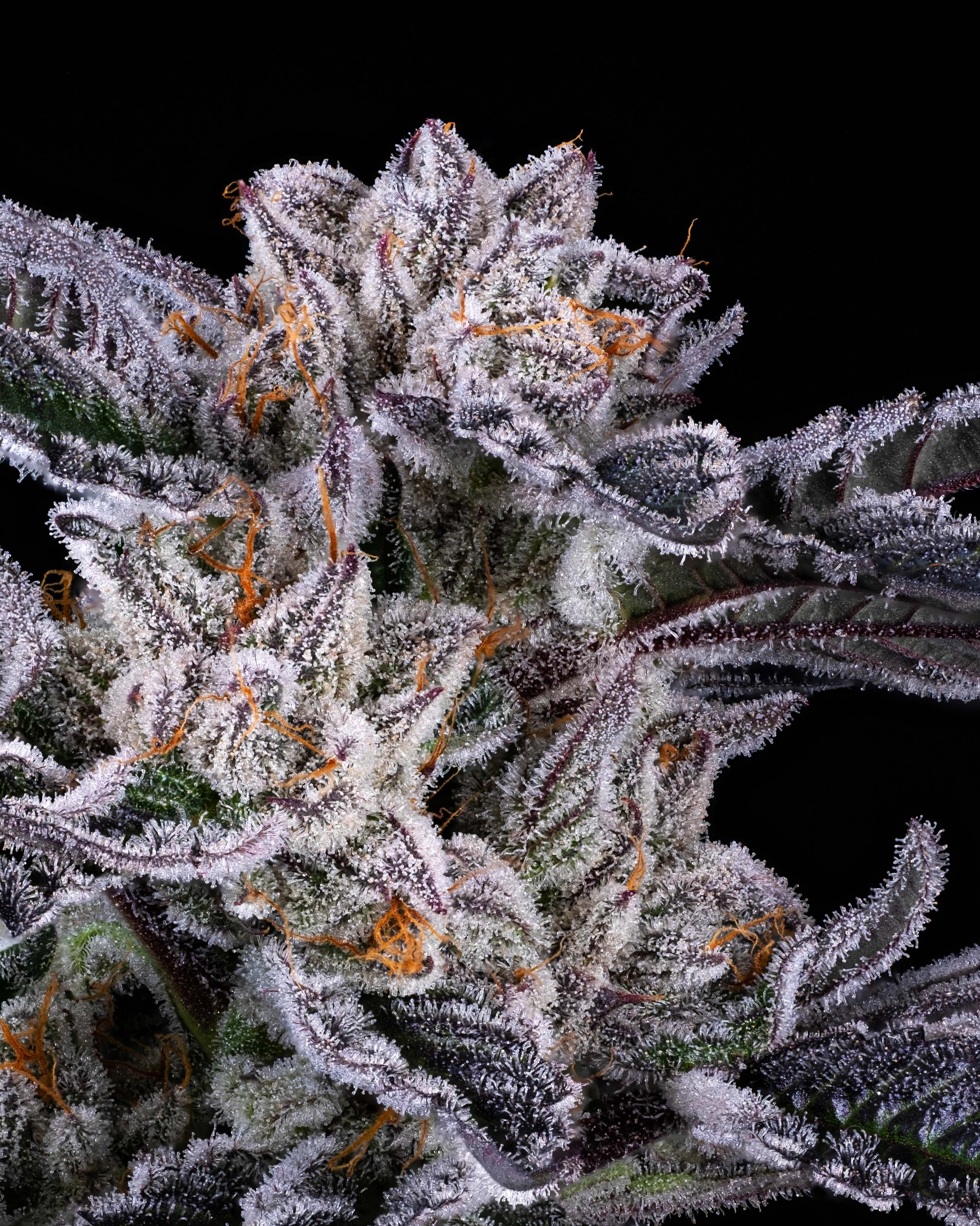 Blue Slushee Strain Allbud 80