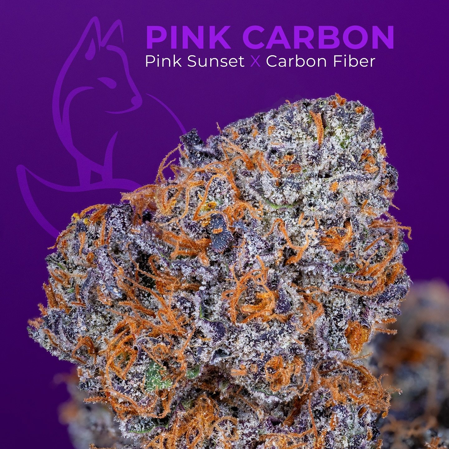 Check out our latest round of PINK CARBON! Expressing unreal colors and blanketed with trichomes this cross of Pink Sunset X Carbon Fiber is standing out as a new powerhouse at the farm.

Breeder: @universallyseeded
