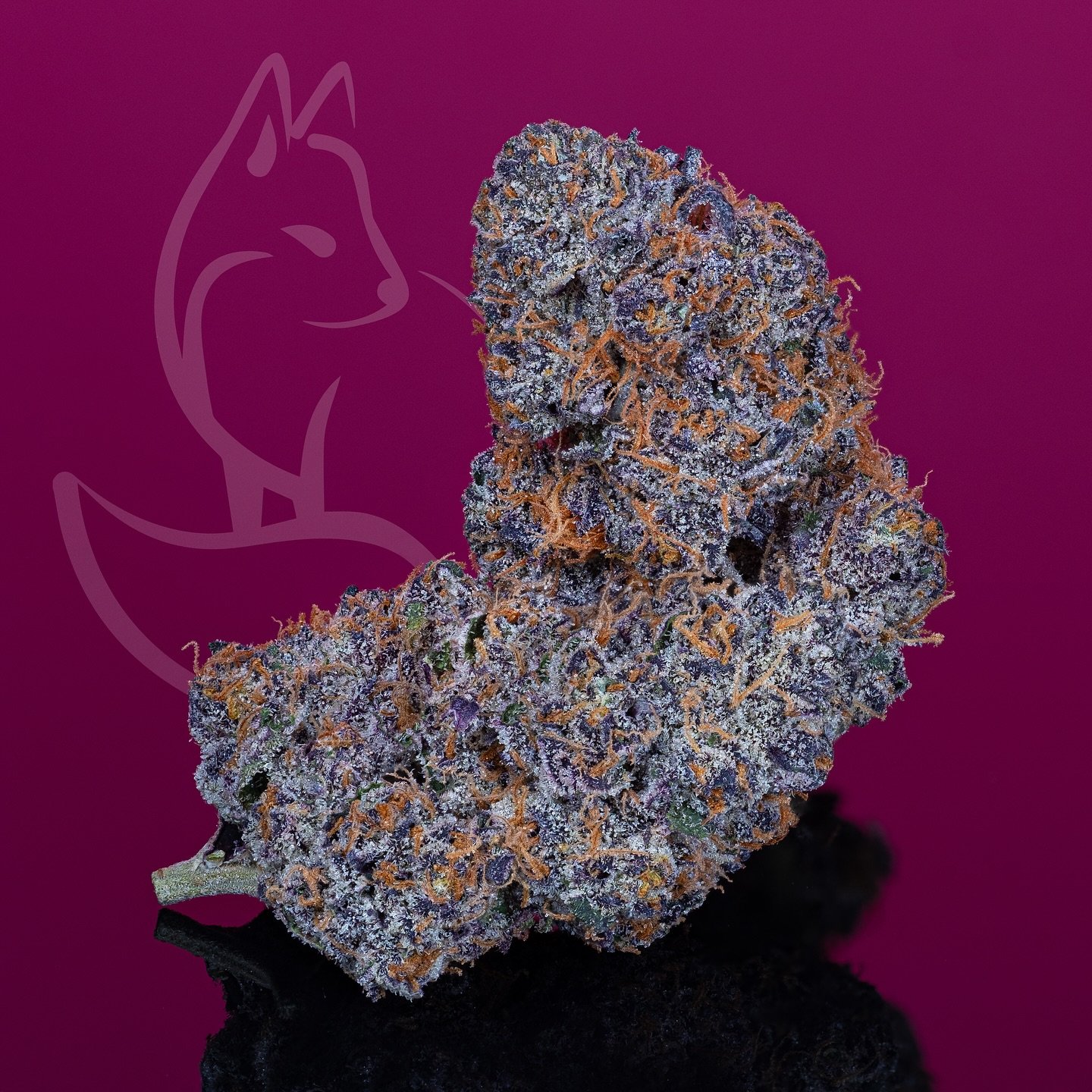 PINK CARBON becoming a new powerhouse! Beautiful colors and smell, crossing Pink Sunset X Carbon Fiber.

Breeder: @universallyseeded