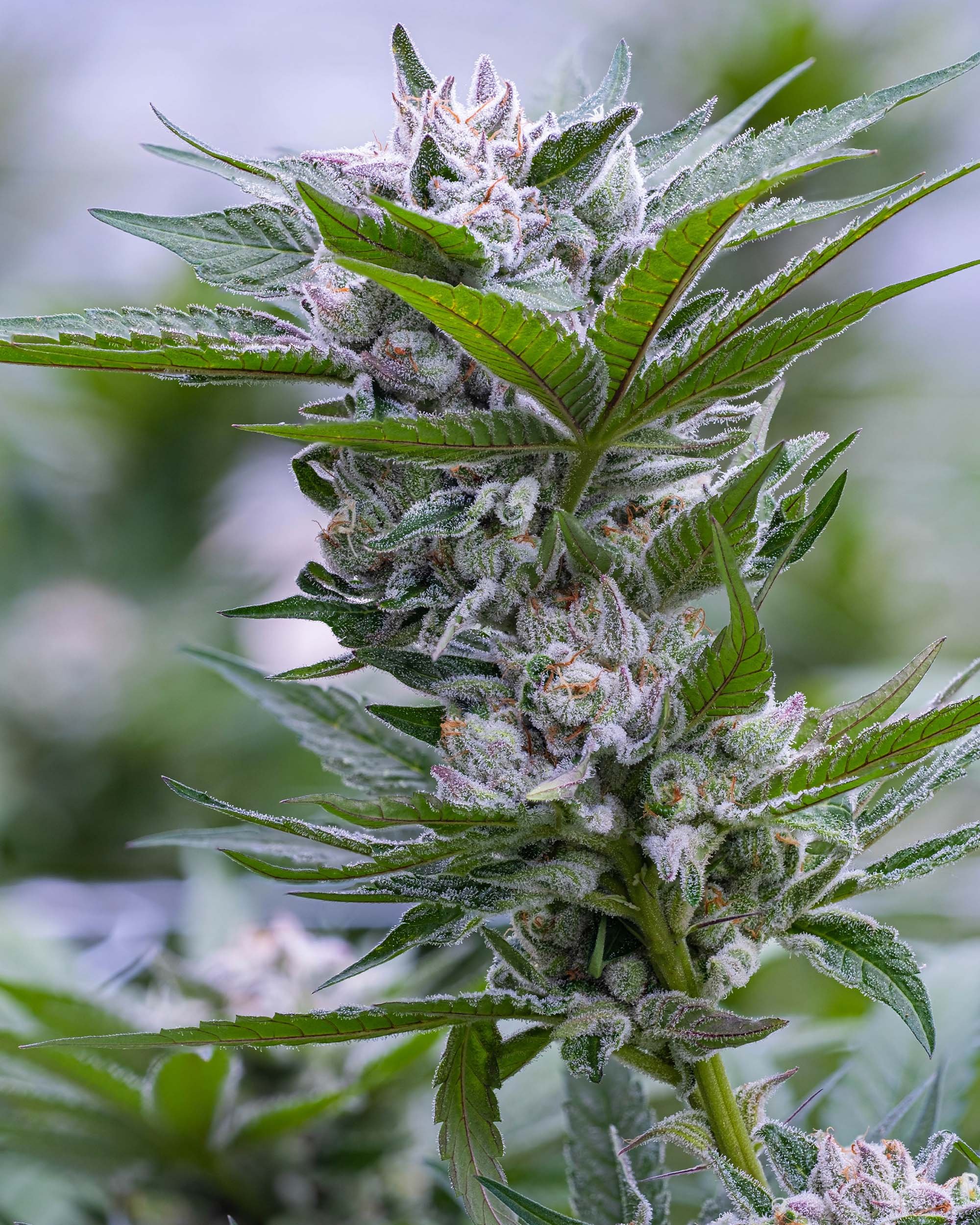 Blue Slushee Strain Allbud 80