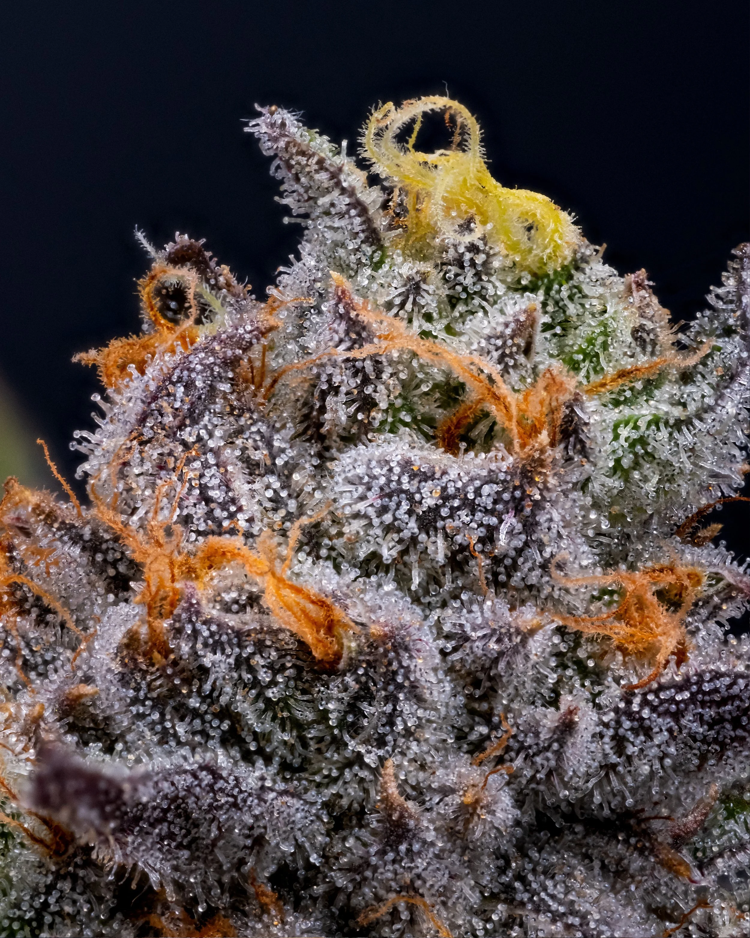 Powdered Donuts — Fox Hollow Flora V2