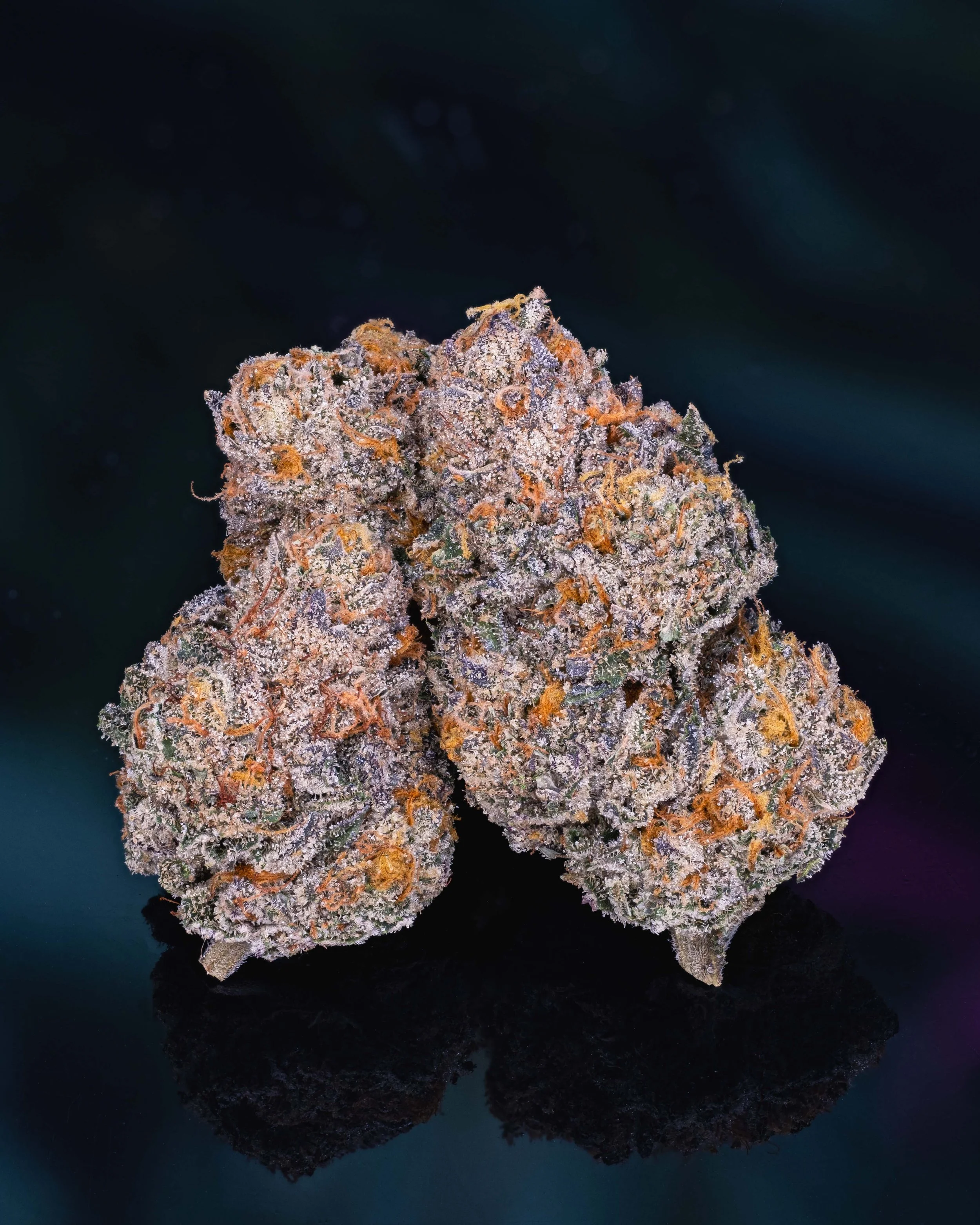 Powdered Donuts — Fox Hollow Flora V2