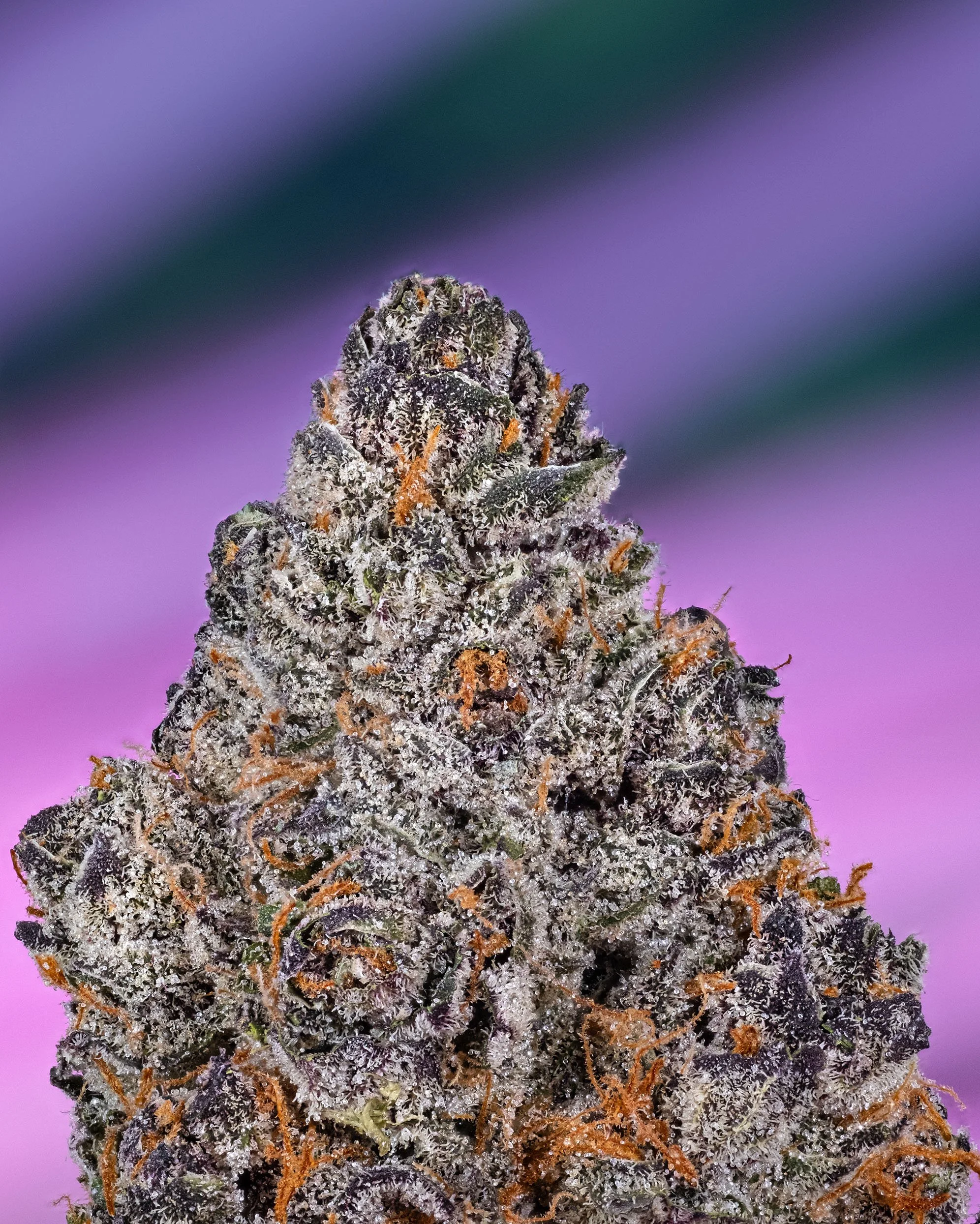 Tropical Trufflez — Fox Hollow Flora V2