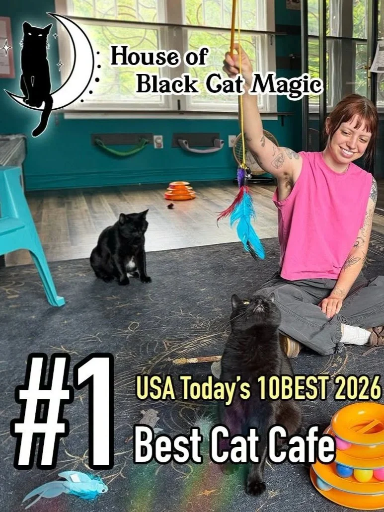 #1 Cat Café in the Nation!