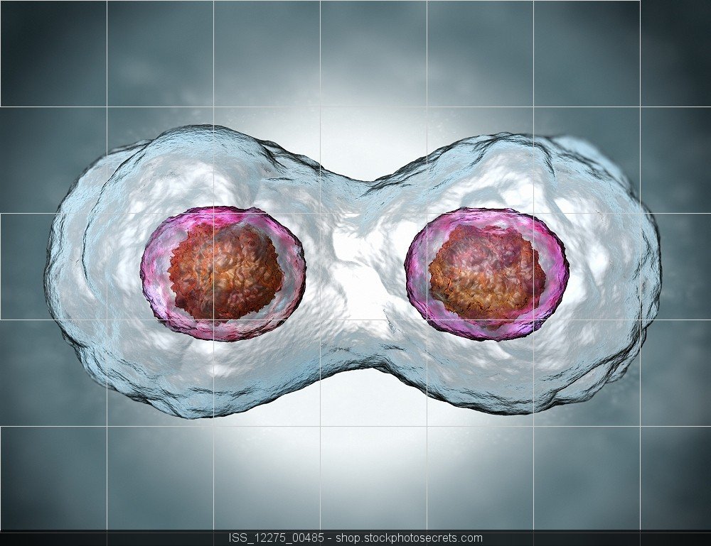 two cells splitting