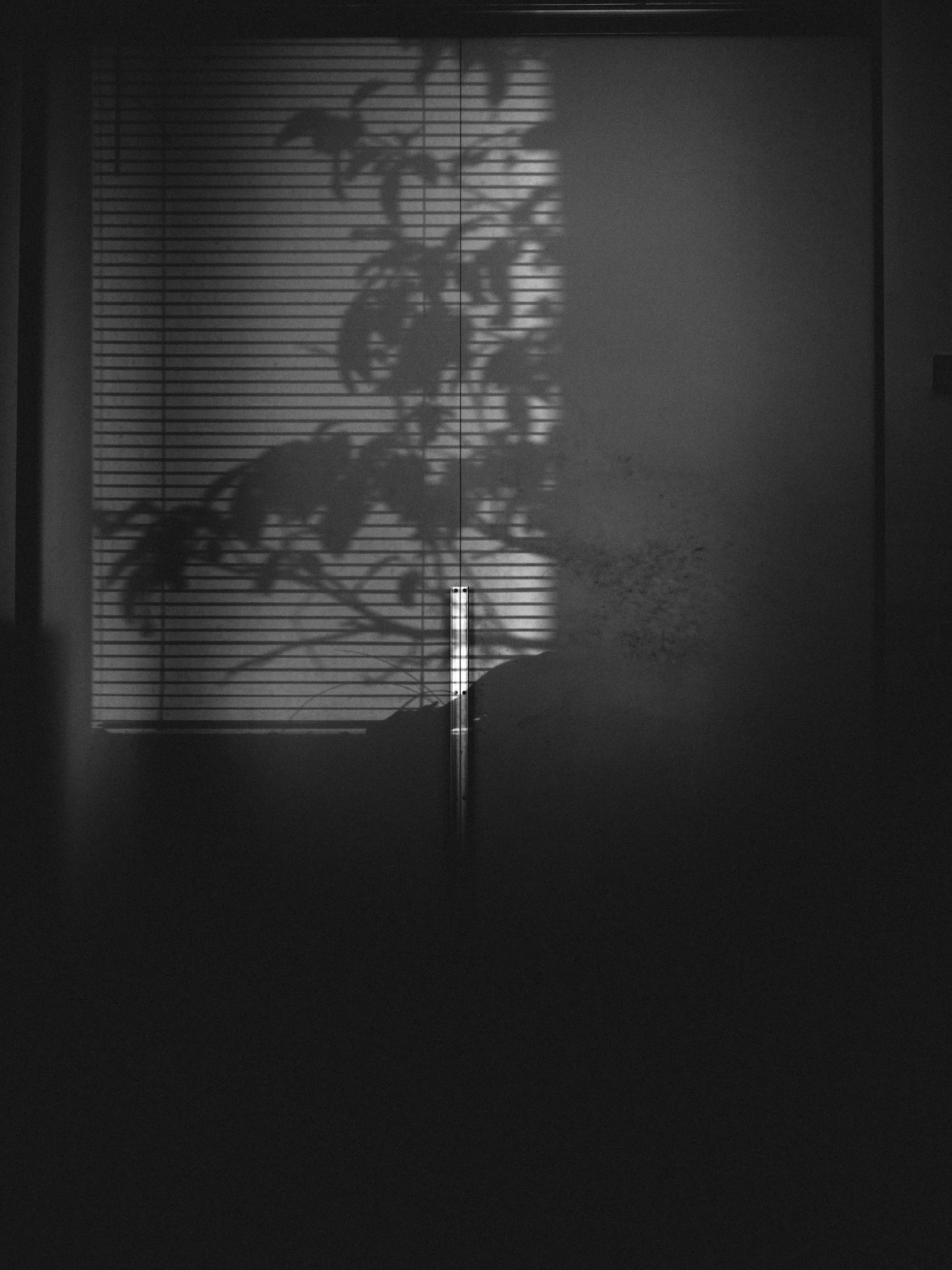 _DSF8598.jpg