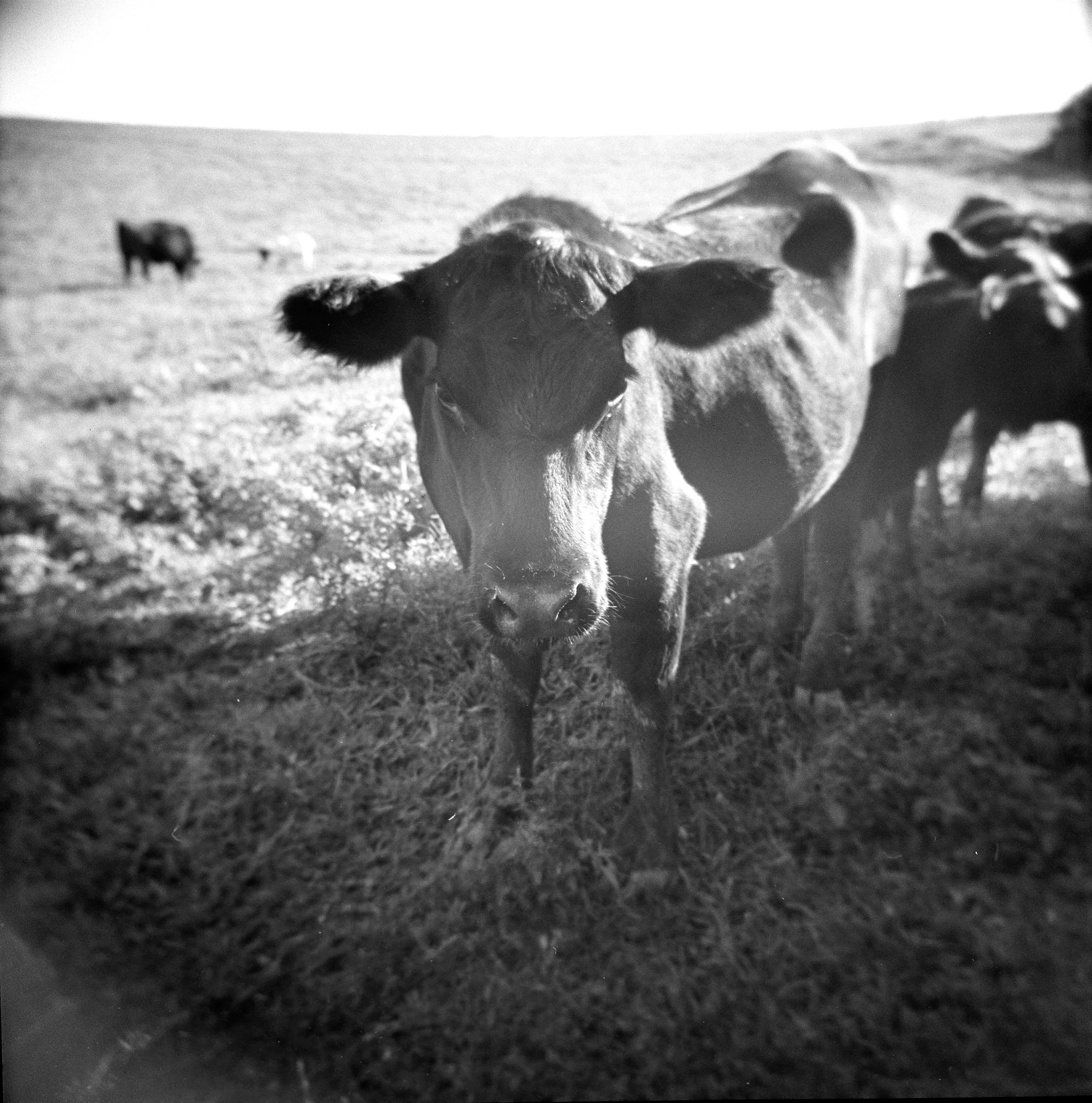 HOLGA012.jpg