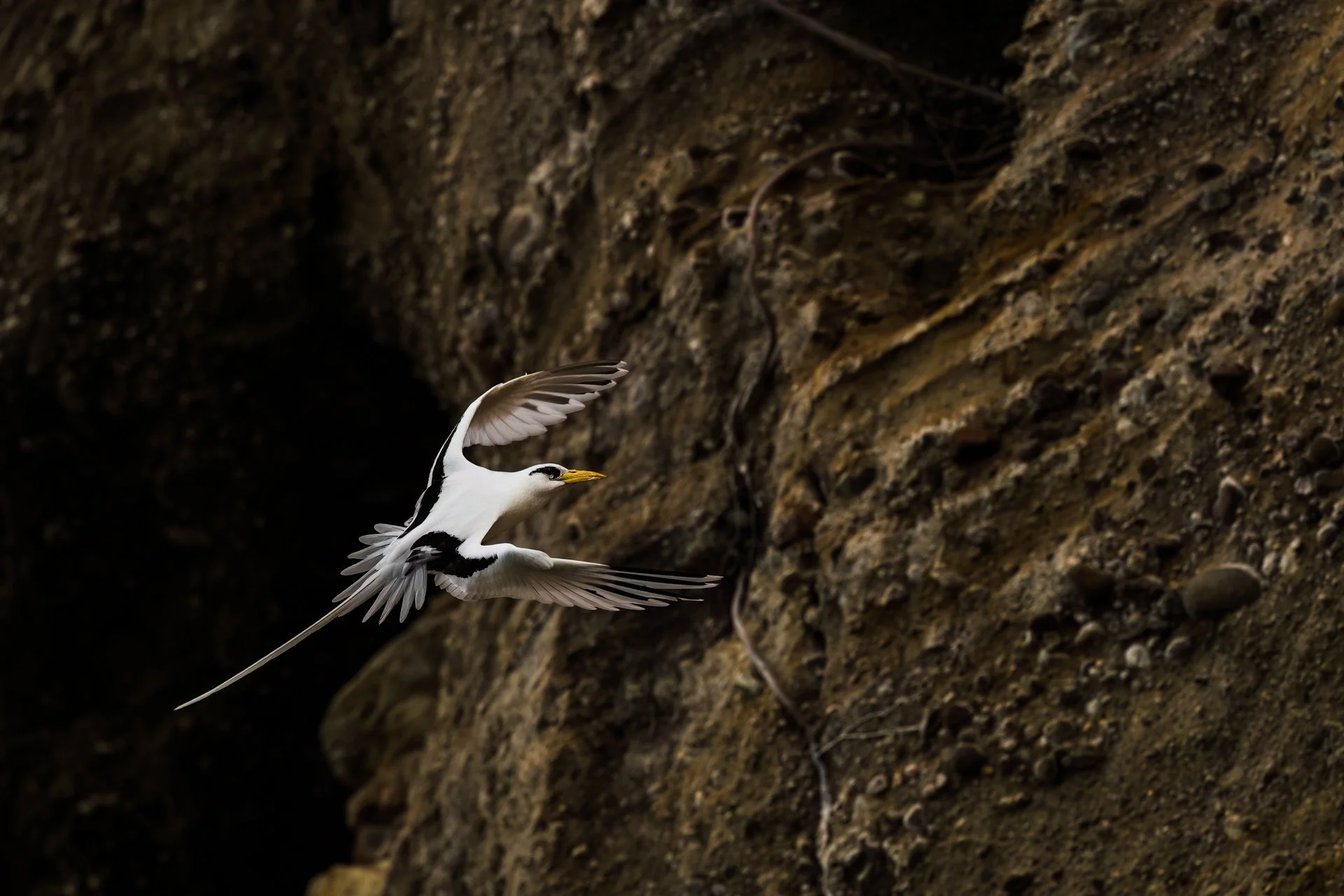 white-tailed tropicbird 8220-.jpeg