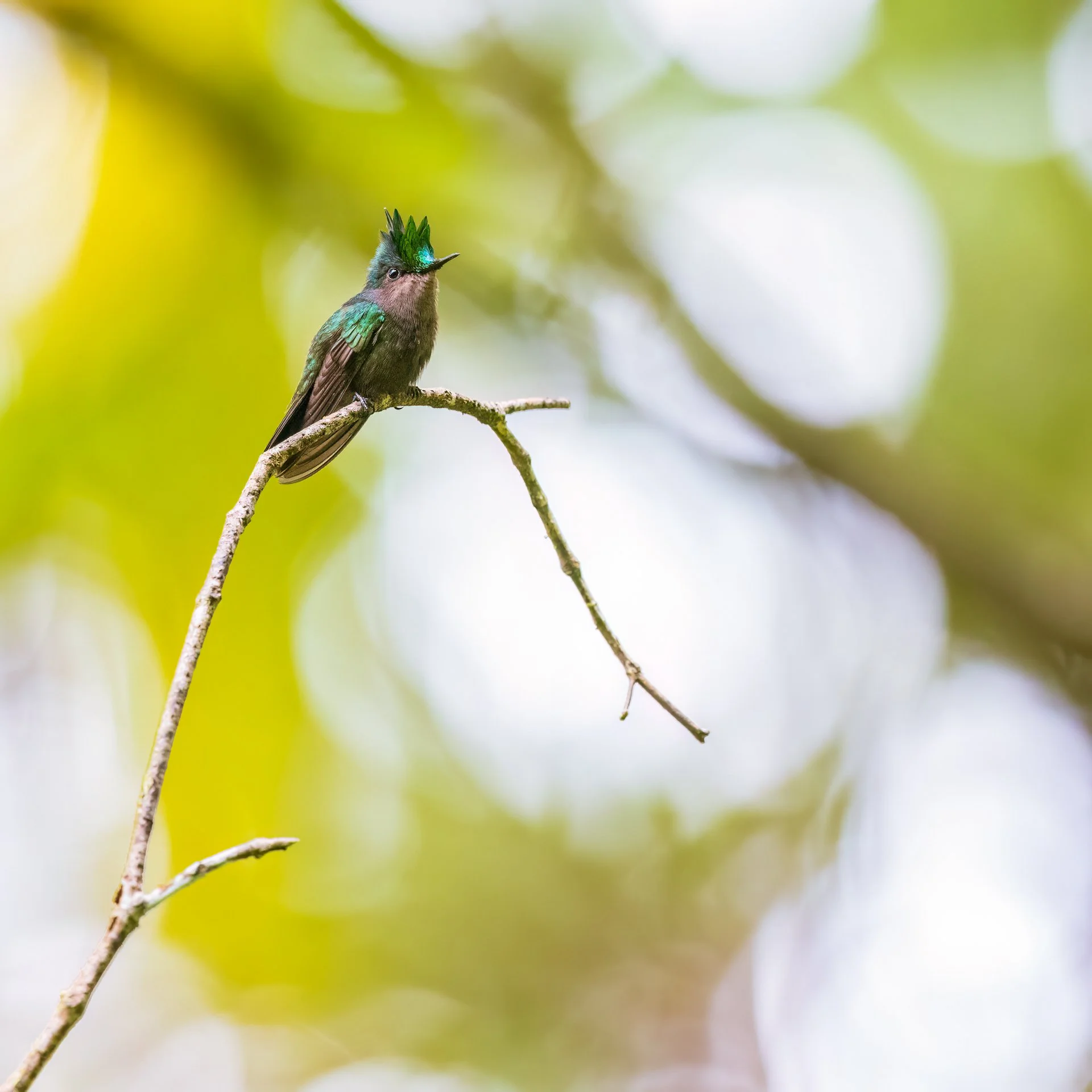 antillean crested hummingbird 9813-.jpeg