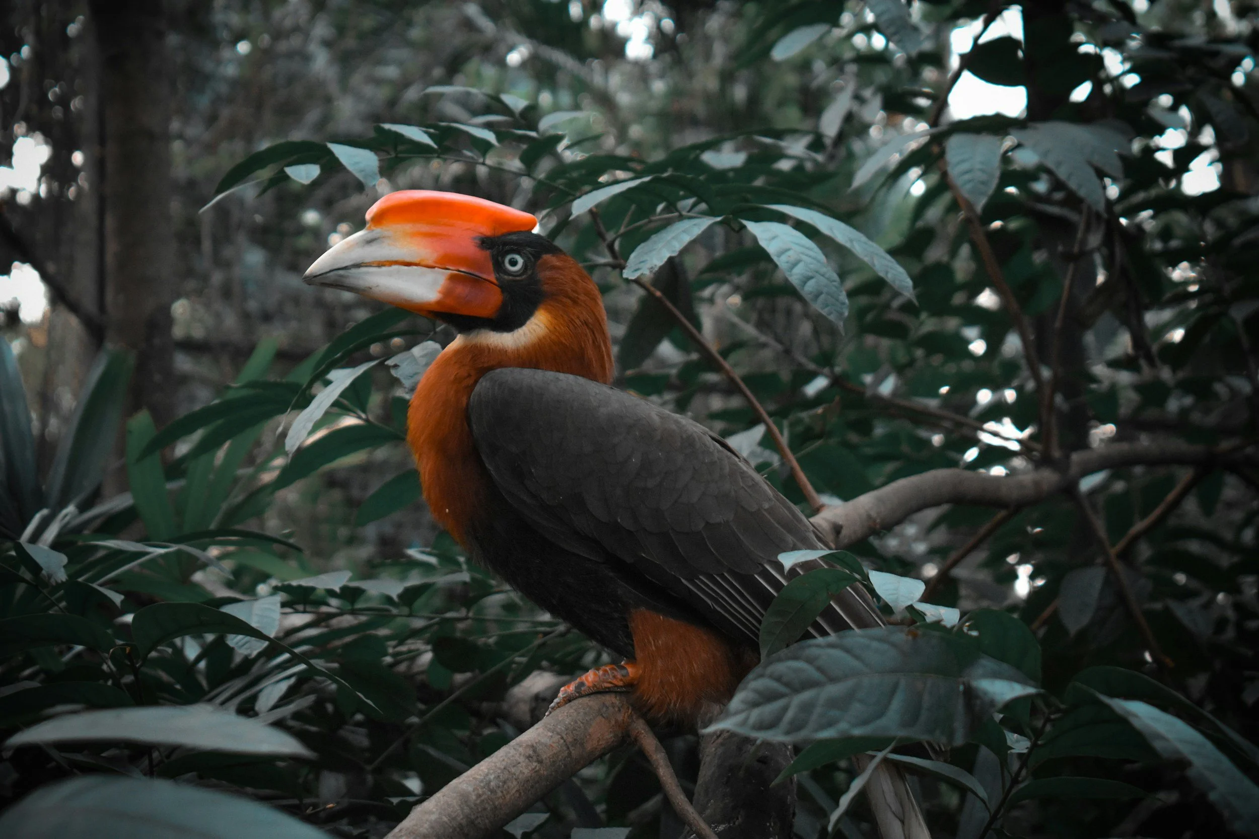 Guyana