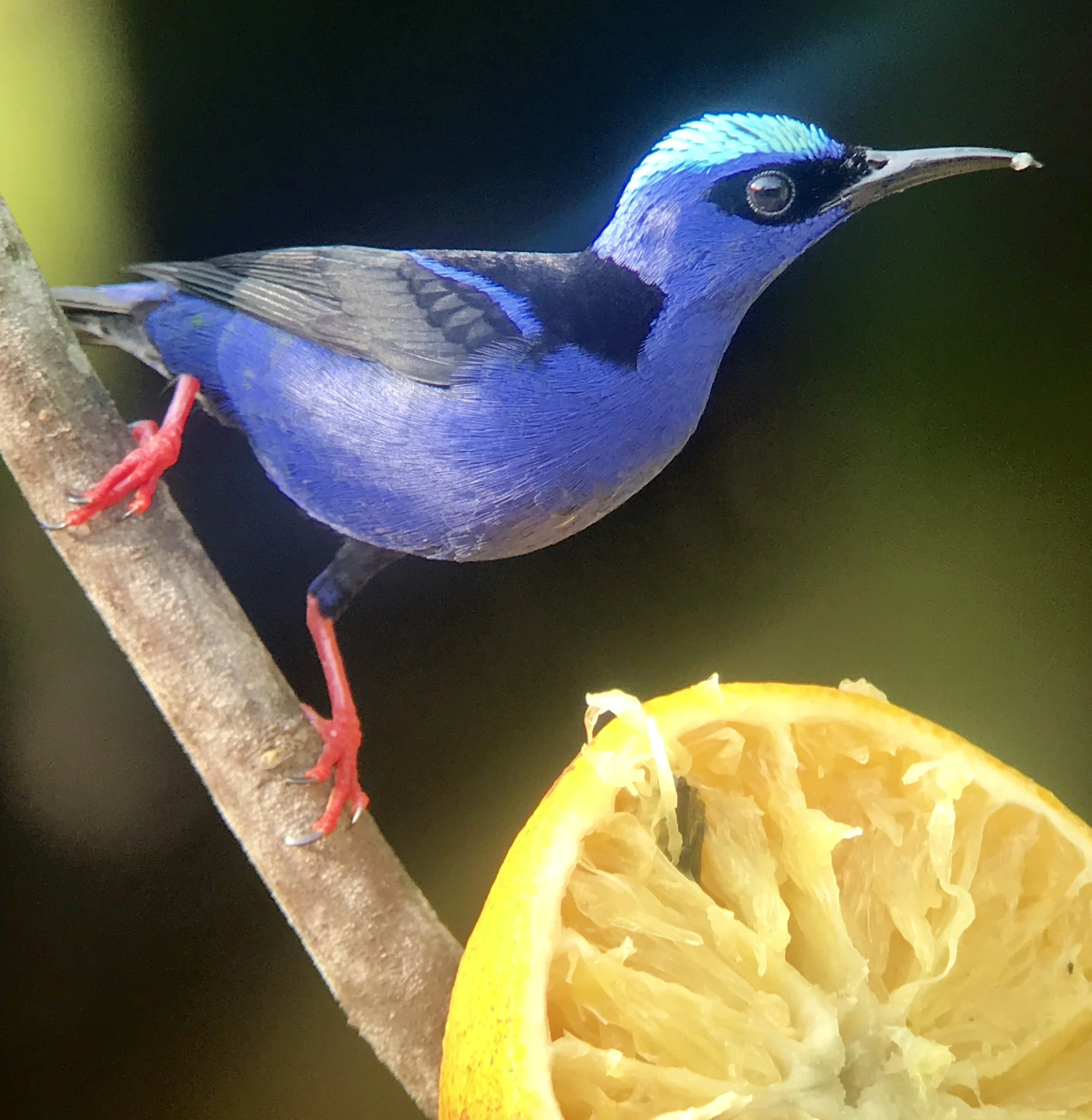 Costa Rica
