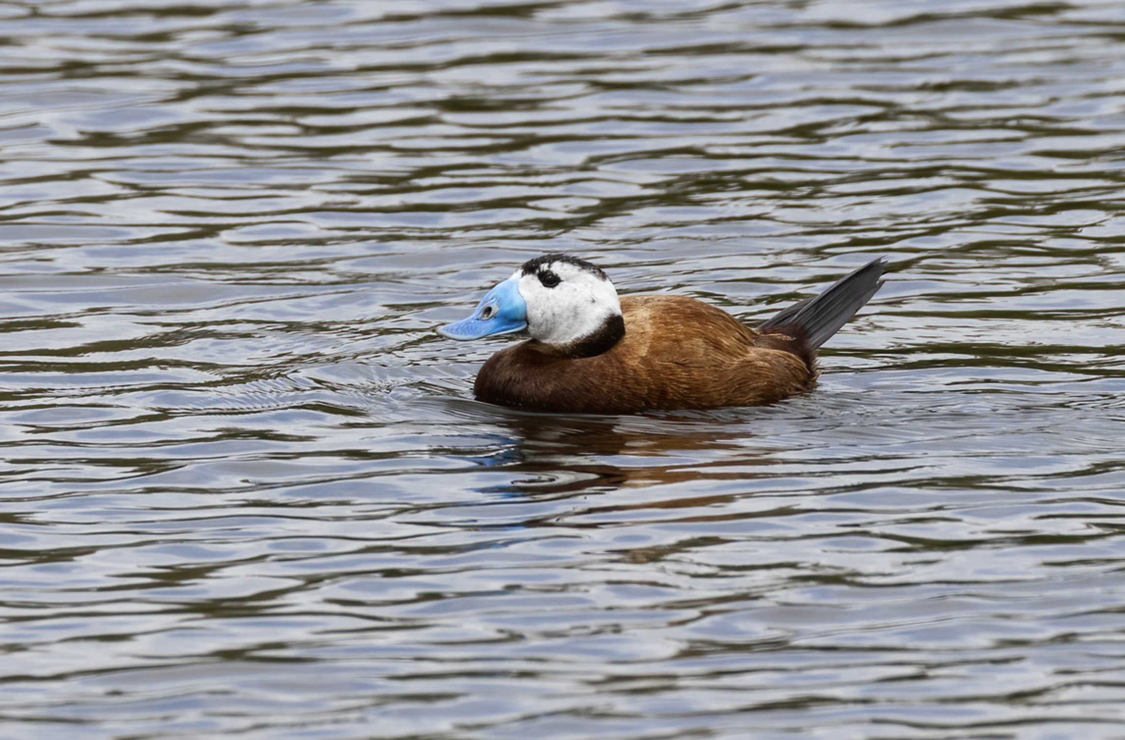 Screenshot 2026-02-10 at 11.32.45 AM.png