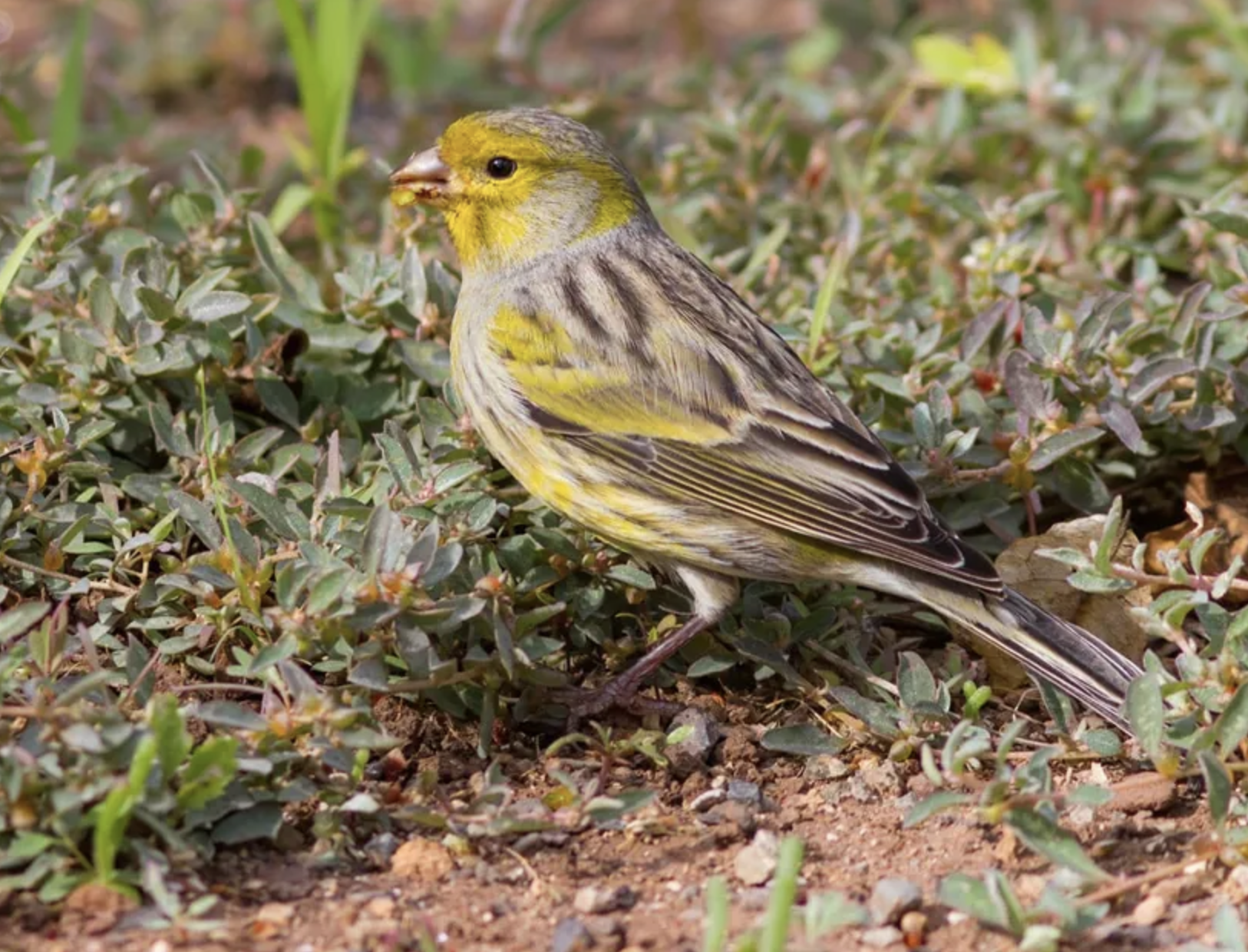 Screenshot 2026-02-10 at 2.07.21 PM.png