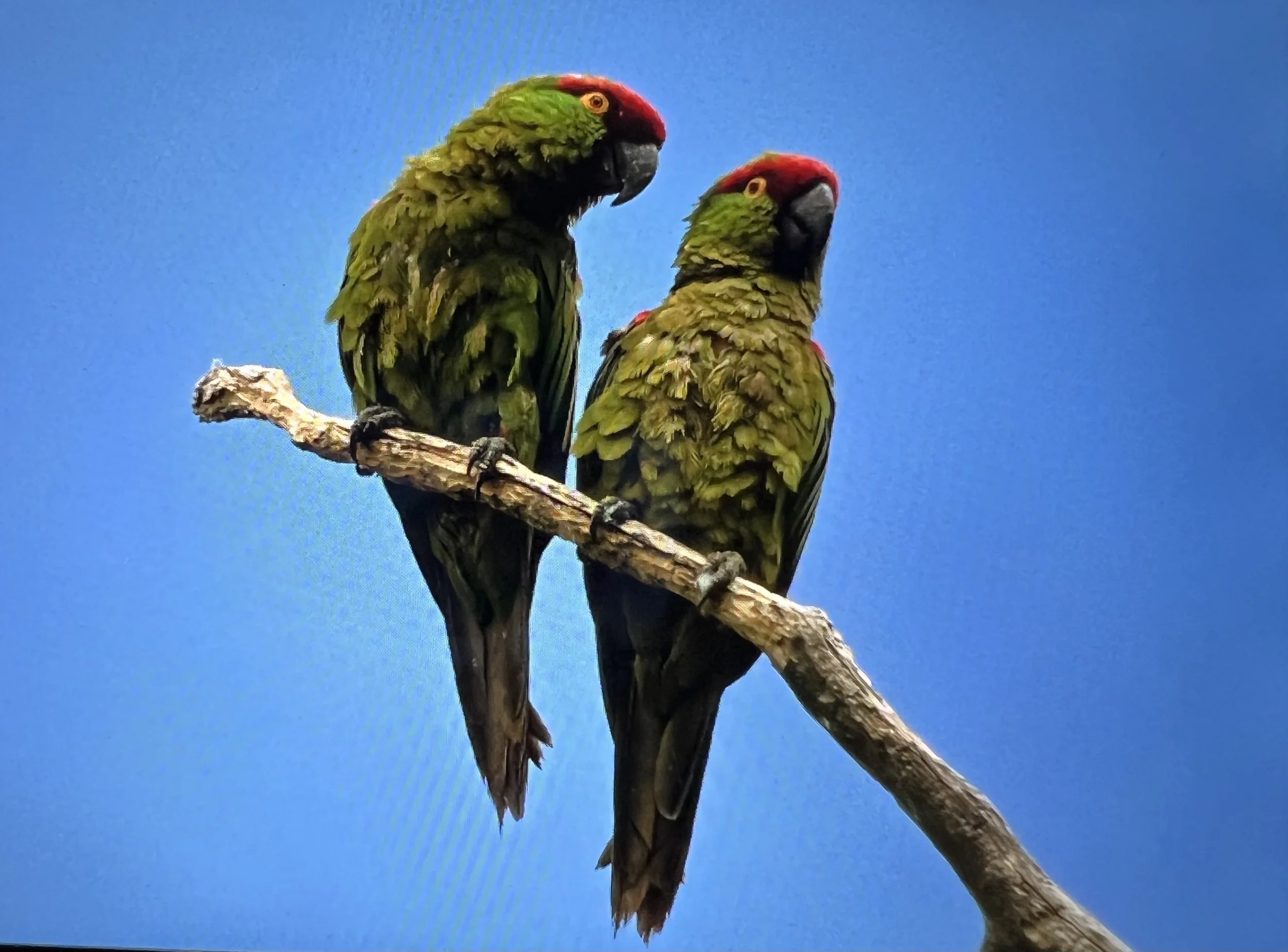 Madera Chihuahua