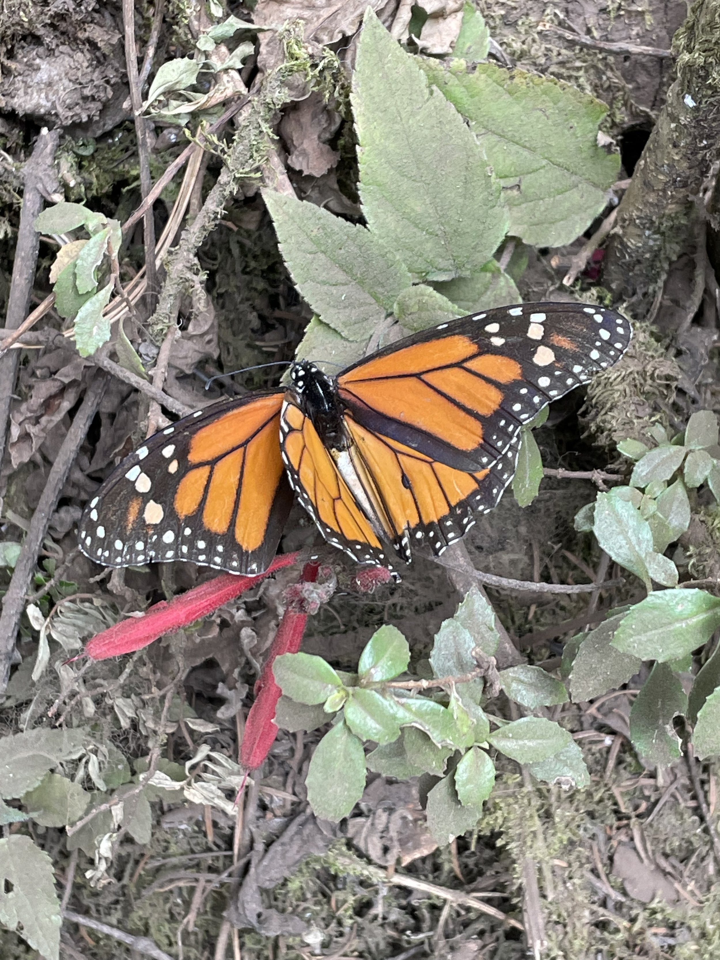 Monarch Butterflies and Birds
