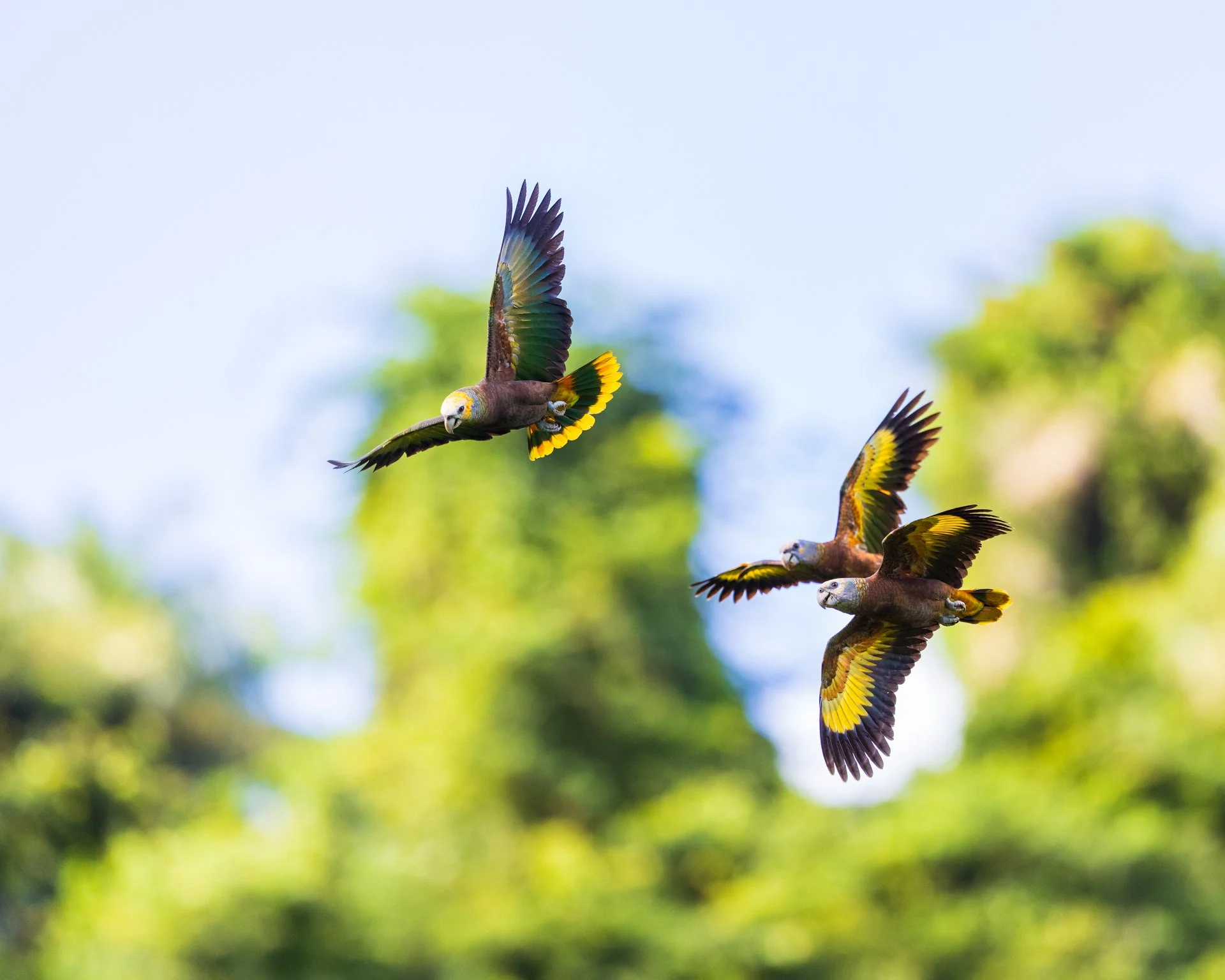 st. vincent amazon-7697.jpeg