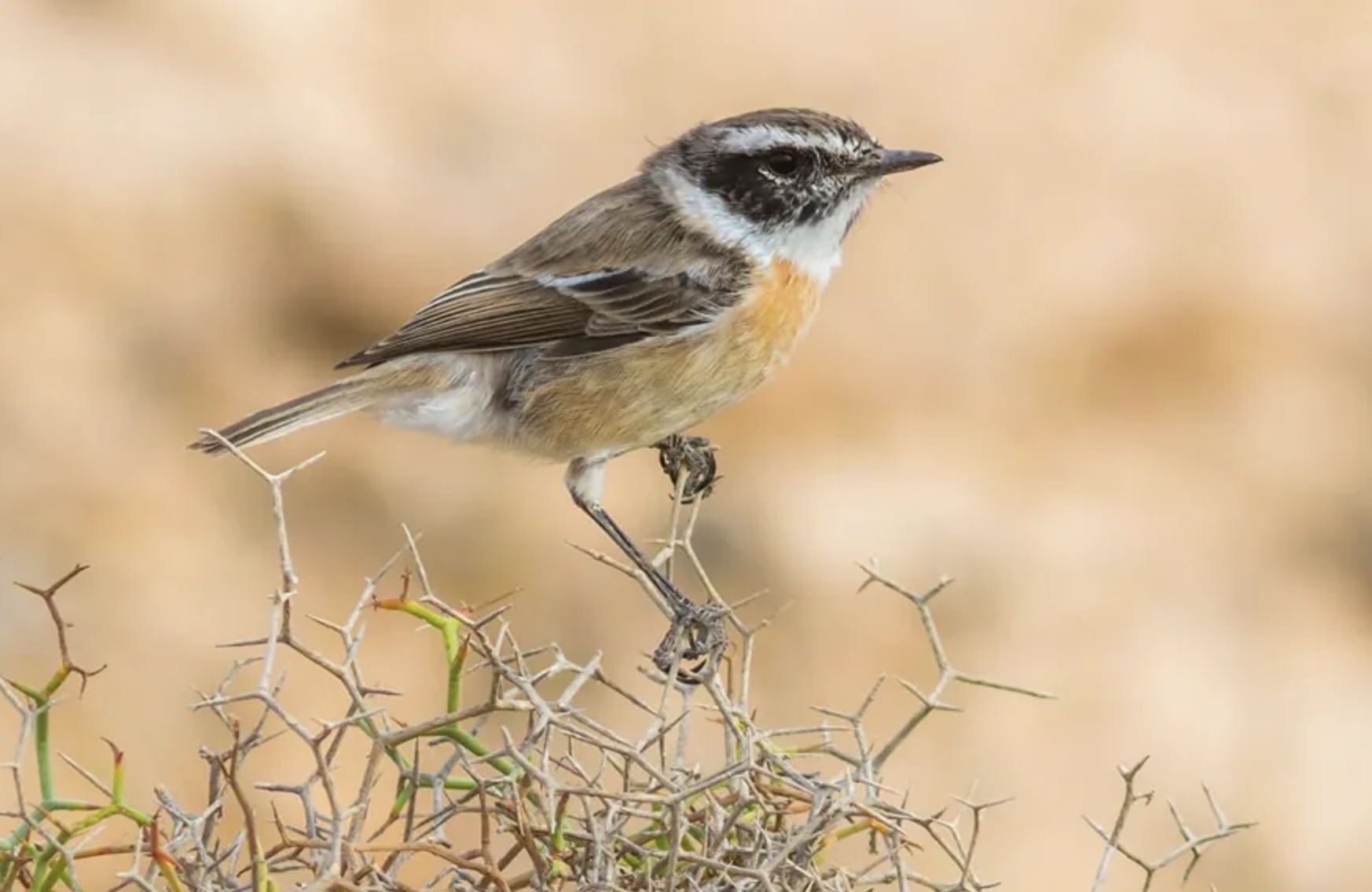 Screenshot 2026-02-10 at 2.06.42 PM.png