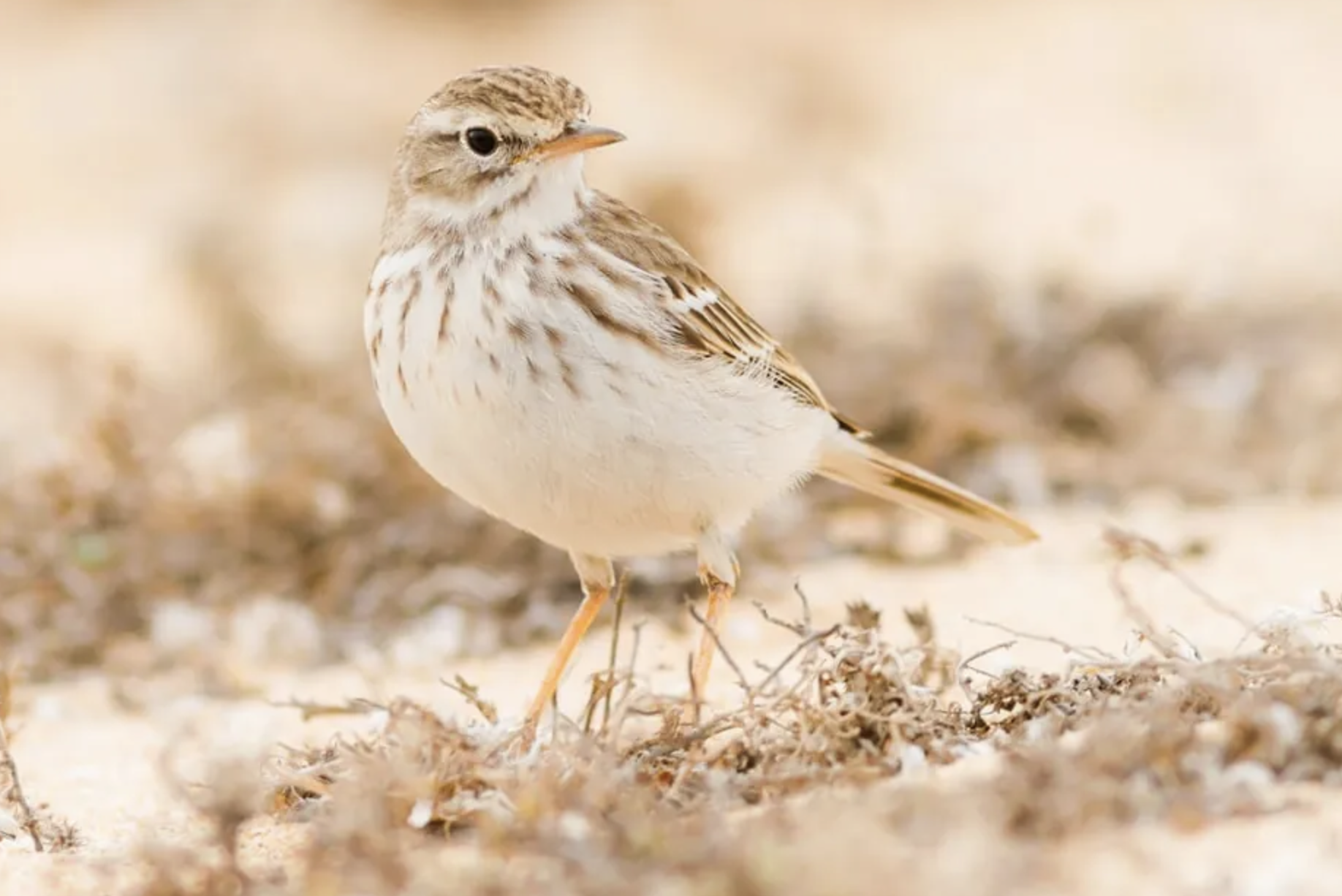 Screenshot 2026-02-10 at 2.07.13 PM.png