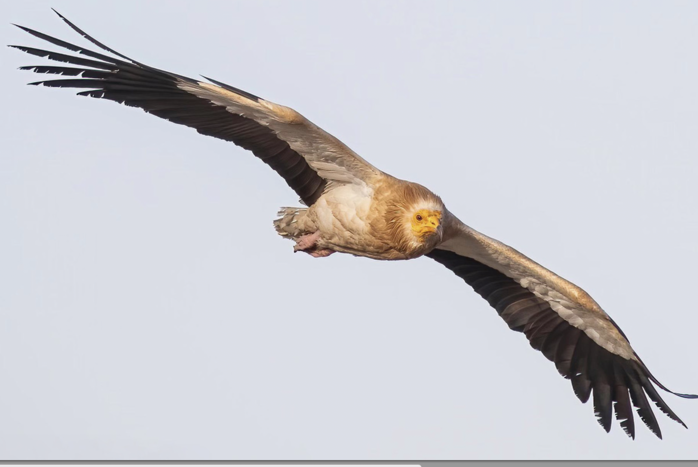 Screenshot 2026-02-10 at 11.32.11 AM.png