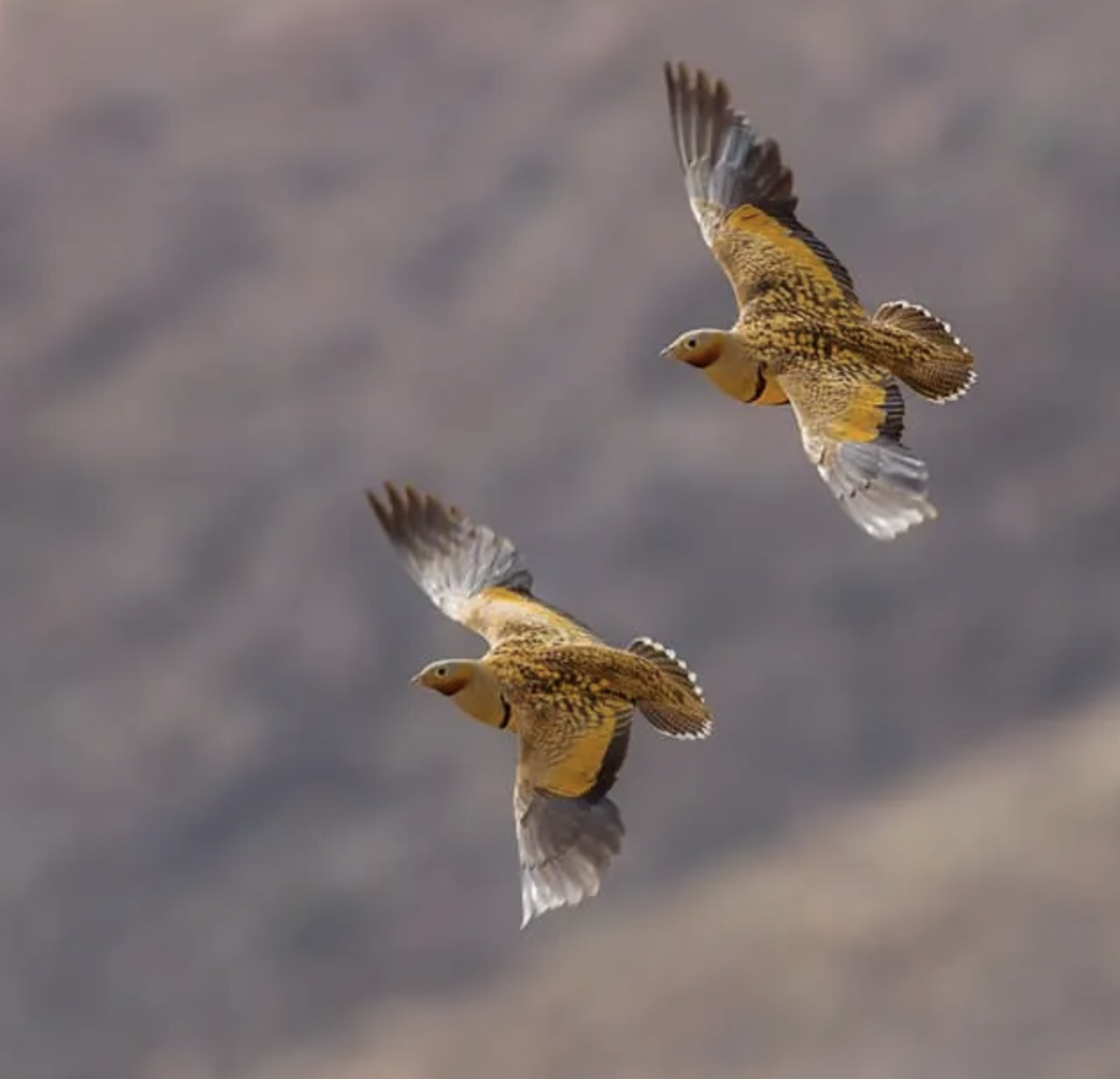 Screenshot 2026-02-10 at 2.07.40 PM.png