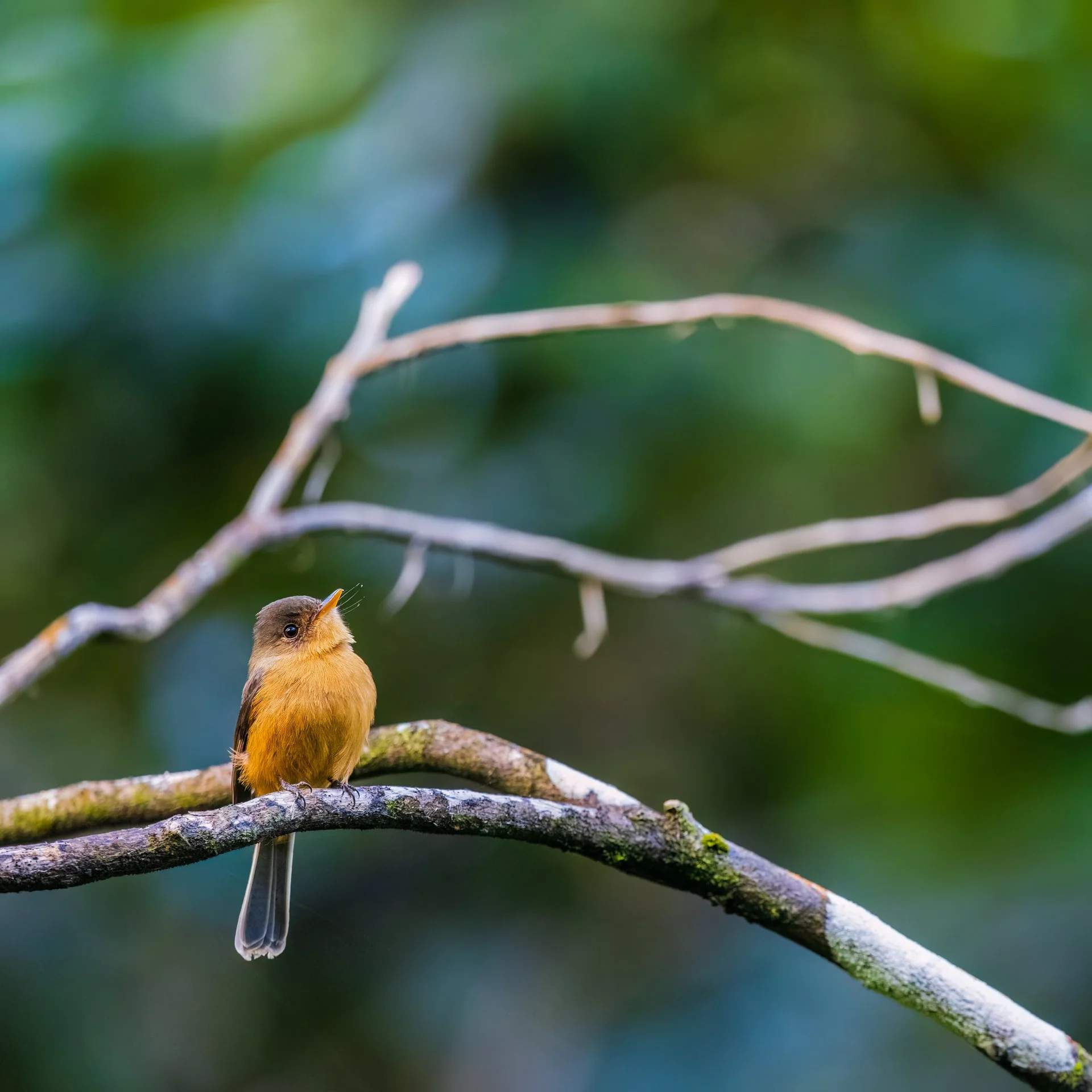 lesser antillean pewee 9096-.jpeg
