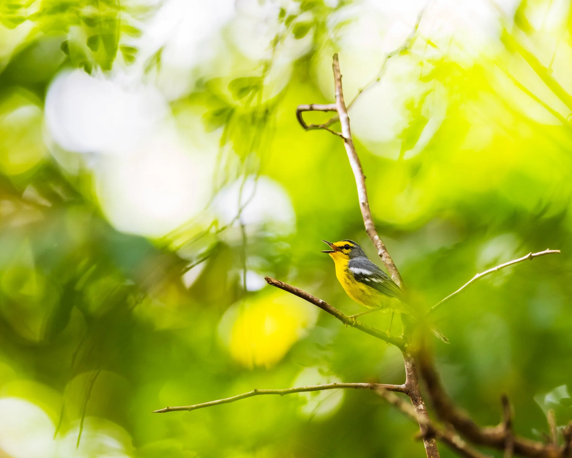 st. lucia warbler-8615.jpeg