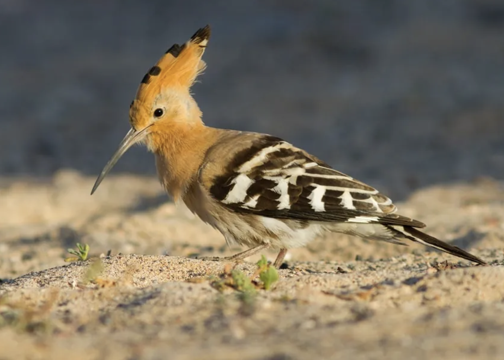 Screenshot 2026-02-10 at 2.08.06 PM.png