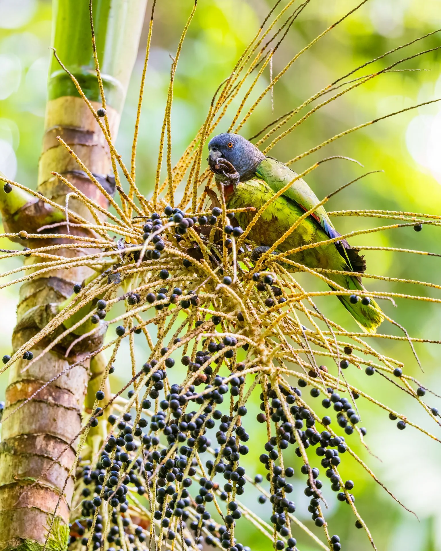 st lucia amazon 6995--2.jpeg