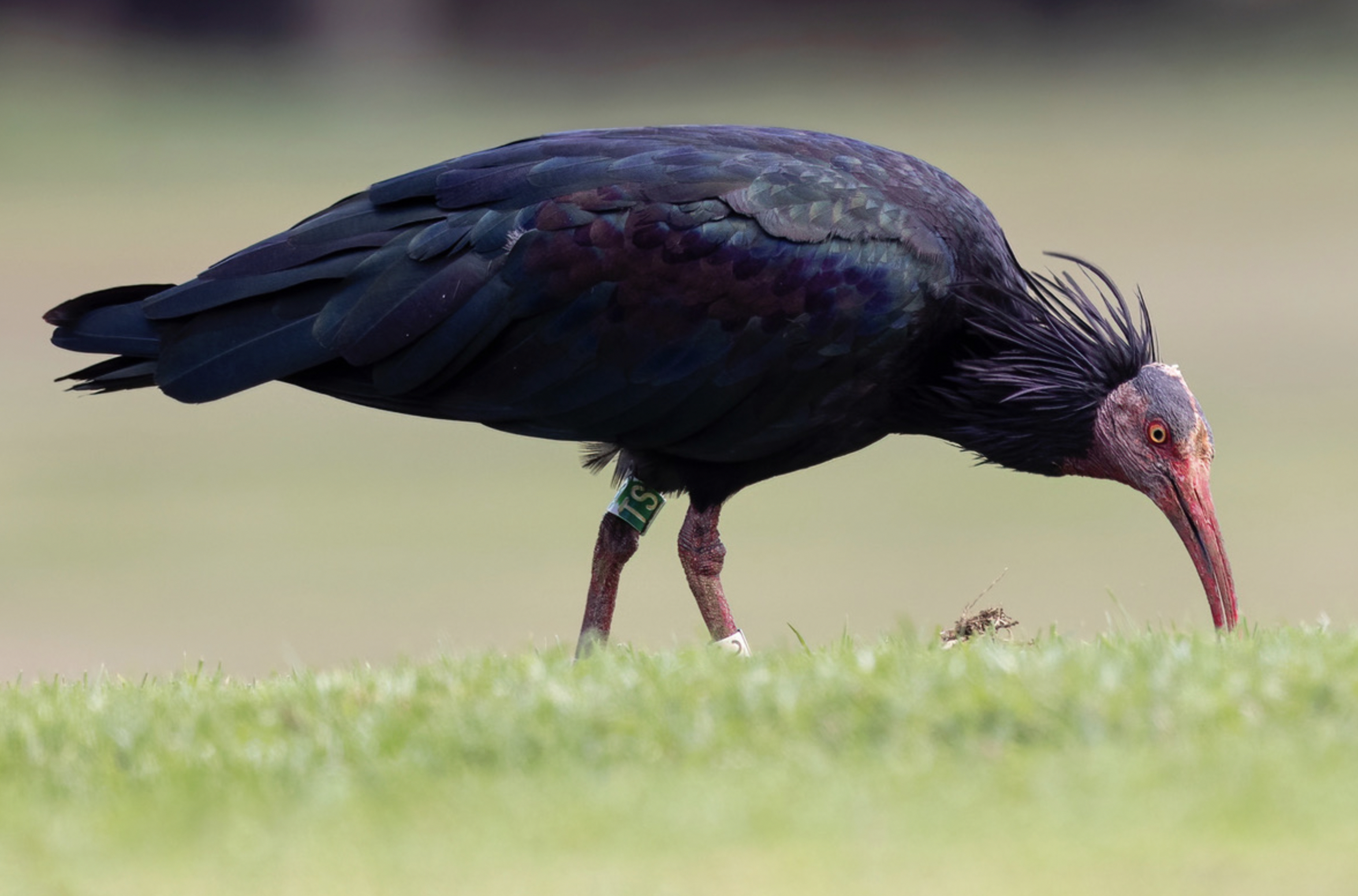 Screenshot 2026-02-10 at 11.21.15 AM.png