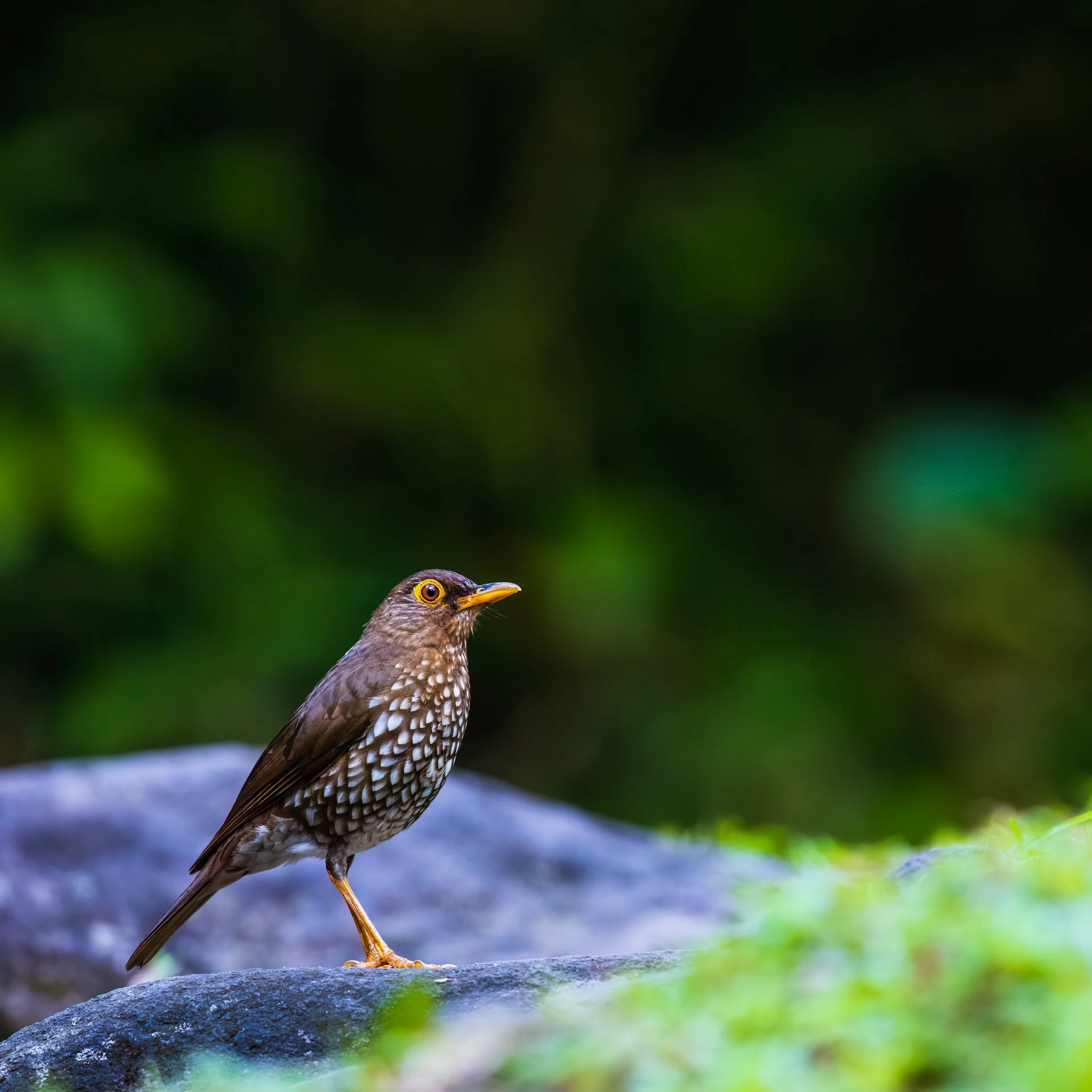 forest thrush 9020-.jpeg