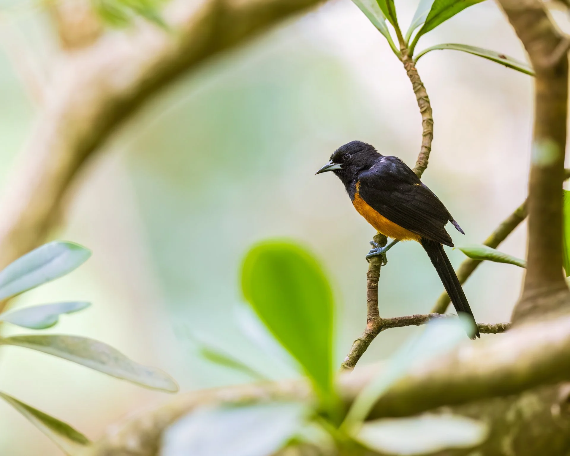 montserrat oriole 8755-.jpeg