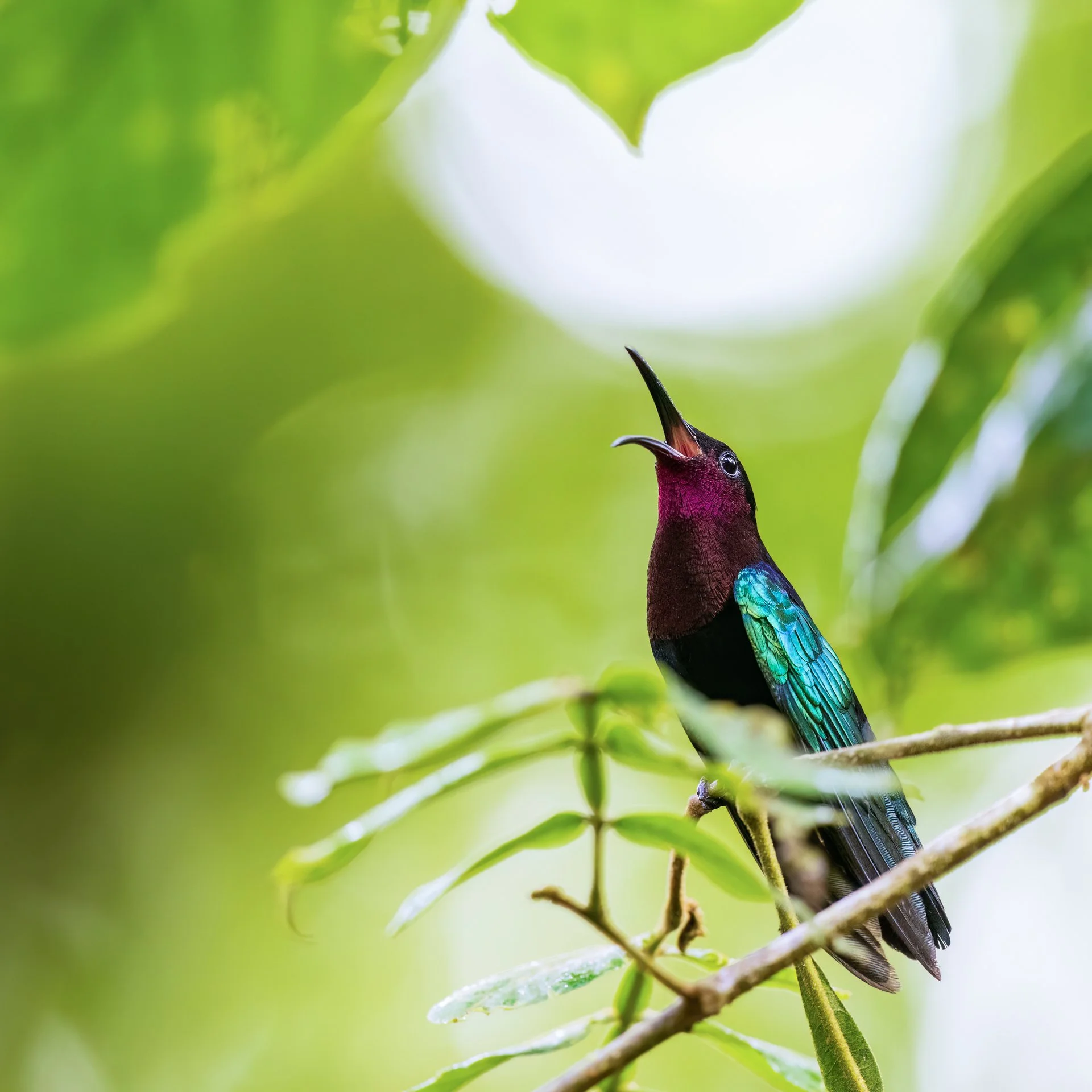 purple-throated carib 8728--3.jpeg