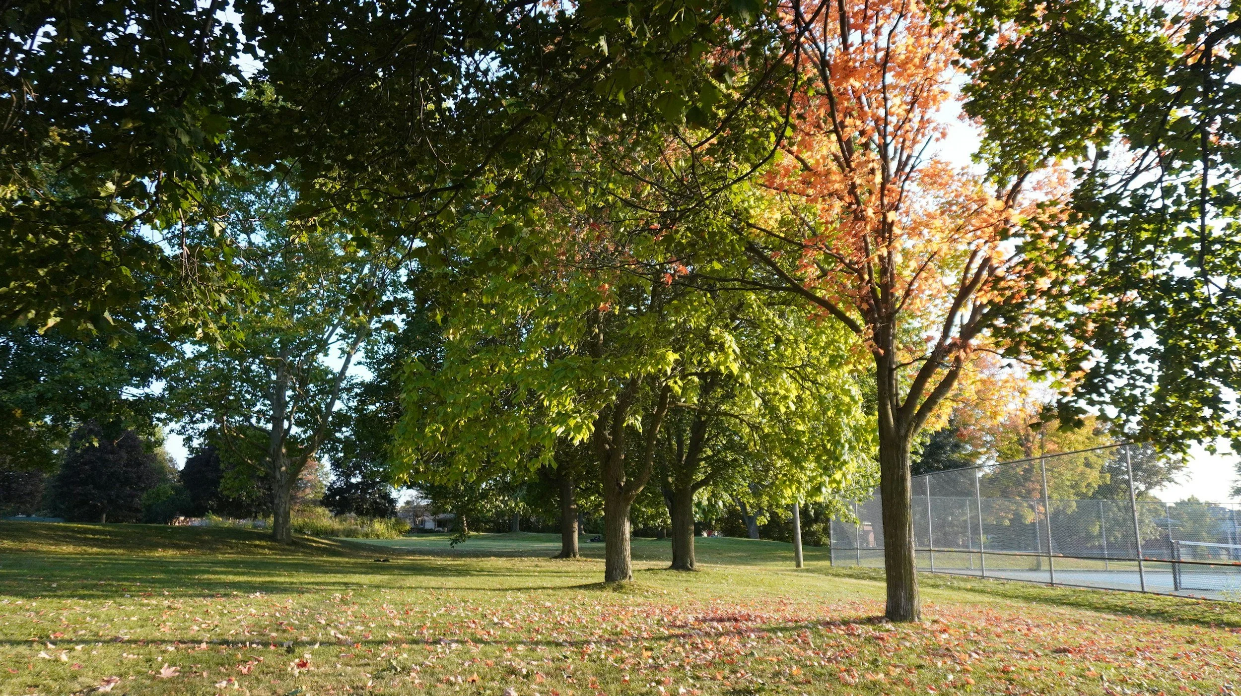 A park scene with trees, some with green leaves and others with orange leaves, under a bright sky. The ground is covered with fallen leaves. On the right side, there is a chain-link fence surrounding a tennis court.