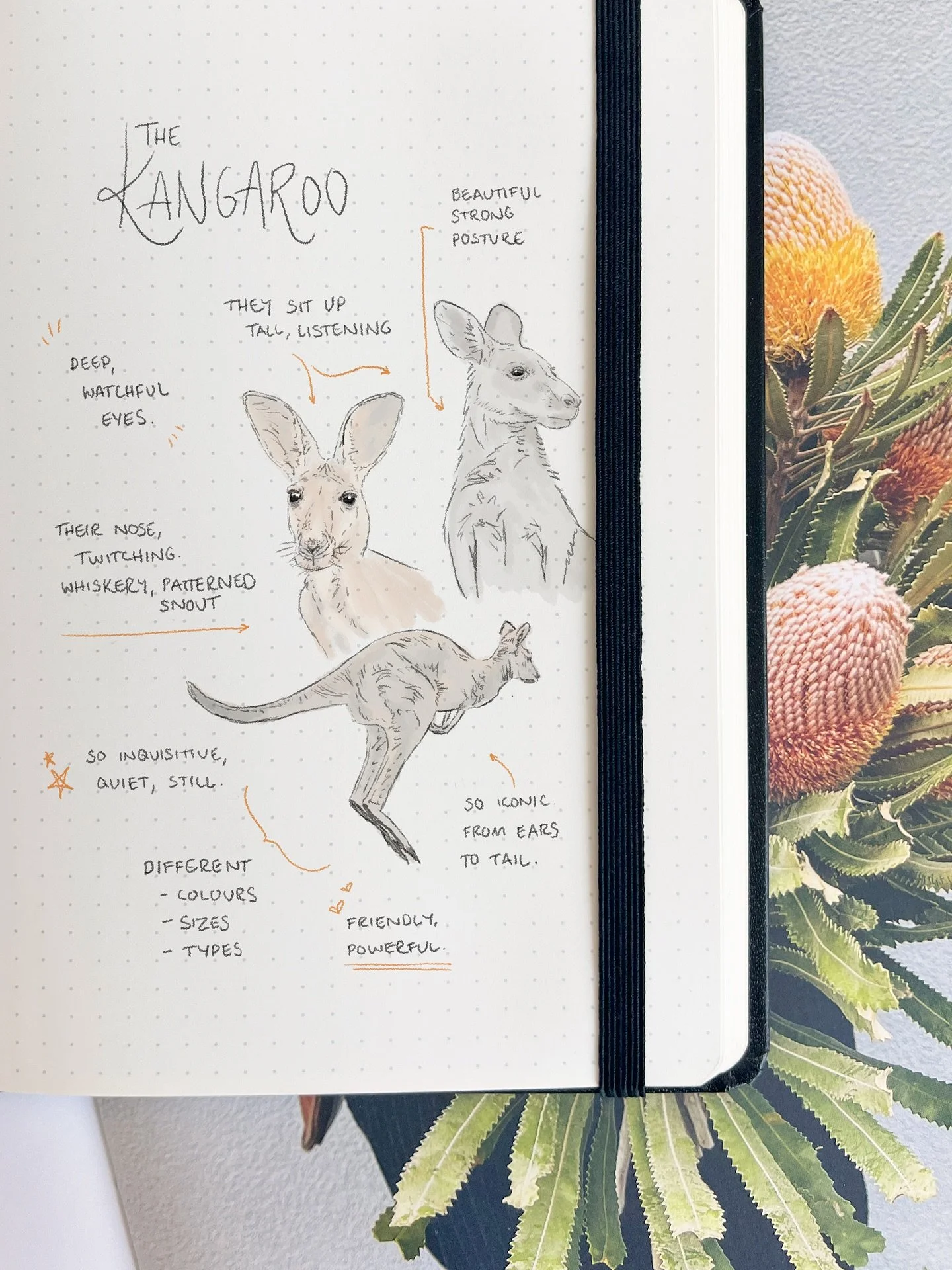 Sketches and Musings &mdash; With William, I wanted to take an animal so deeply woven into Australian identity and show him in a more personal light. Not just as a symbol, but as he feels when you actually stop and watch one. Kangaroos have this rare