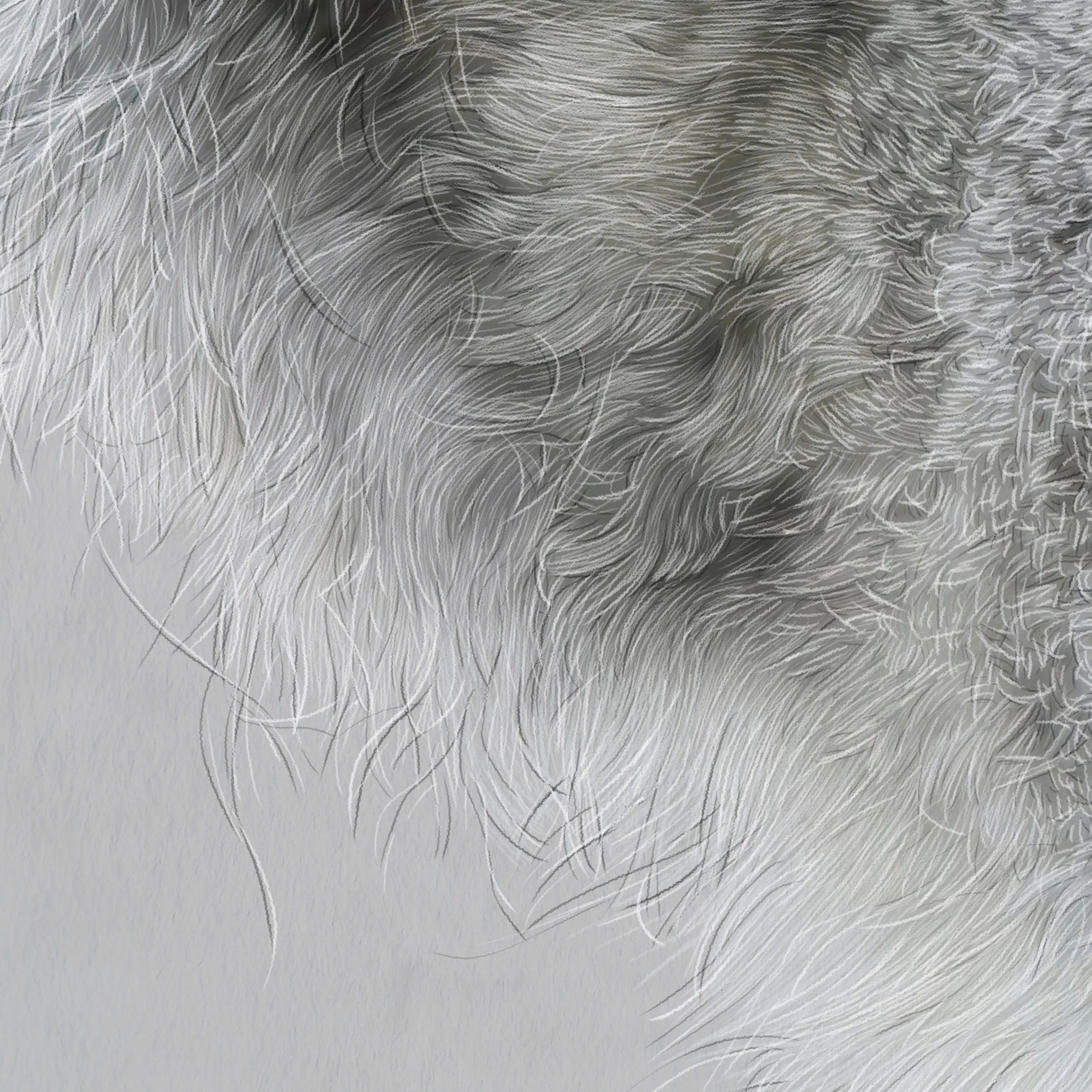 Kait D'Arcy Art Winston Koala 3.jpg