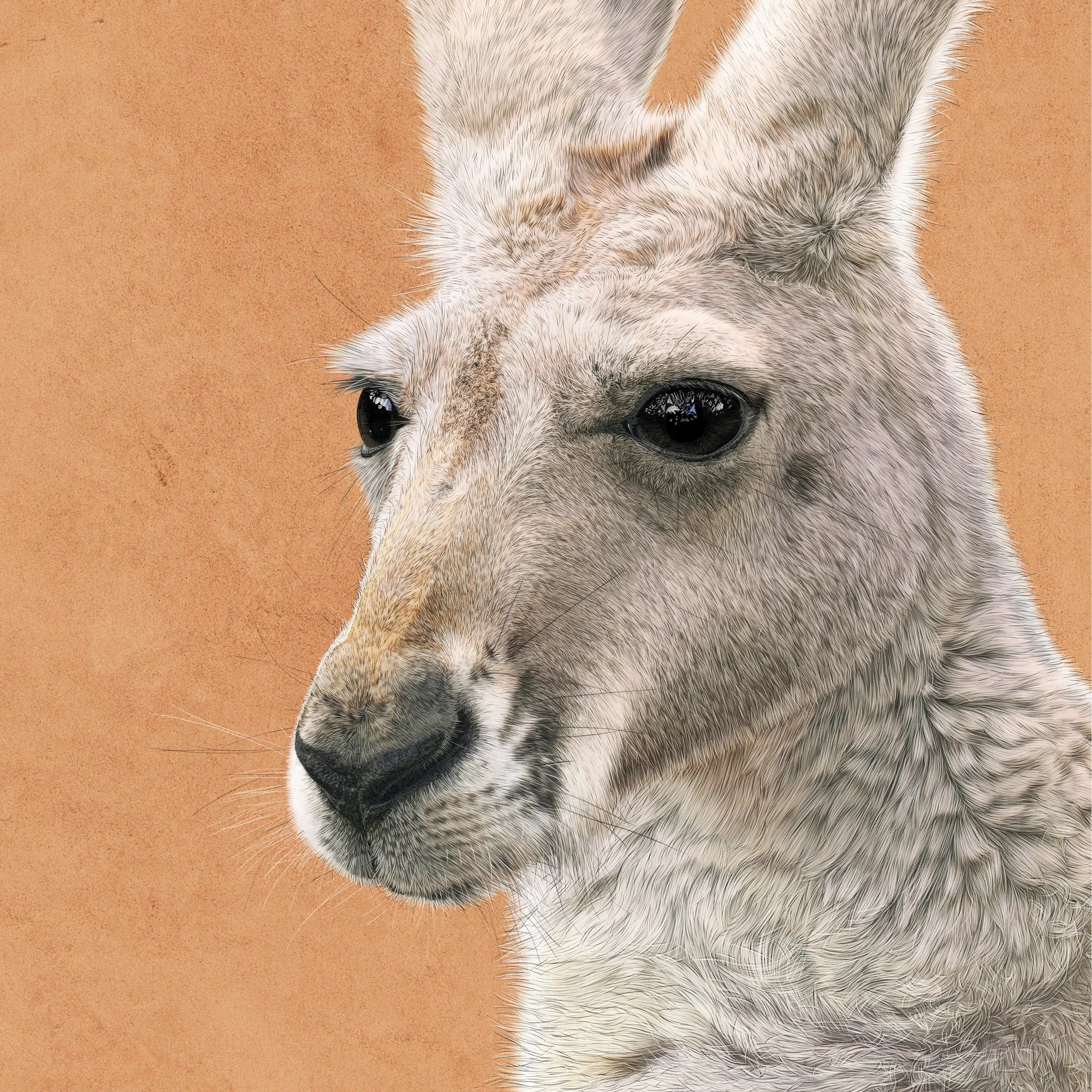 Kait D'Arcy Art William Kangaroo 2.jpg