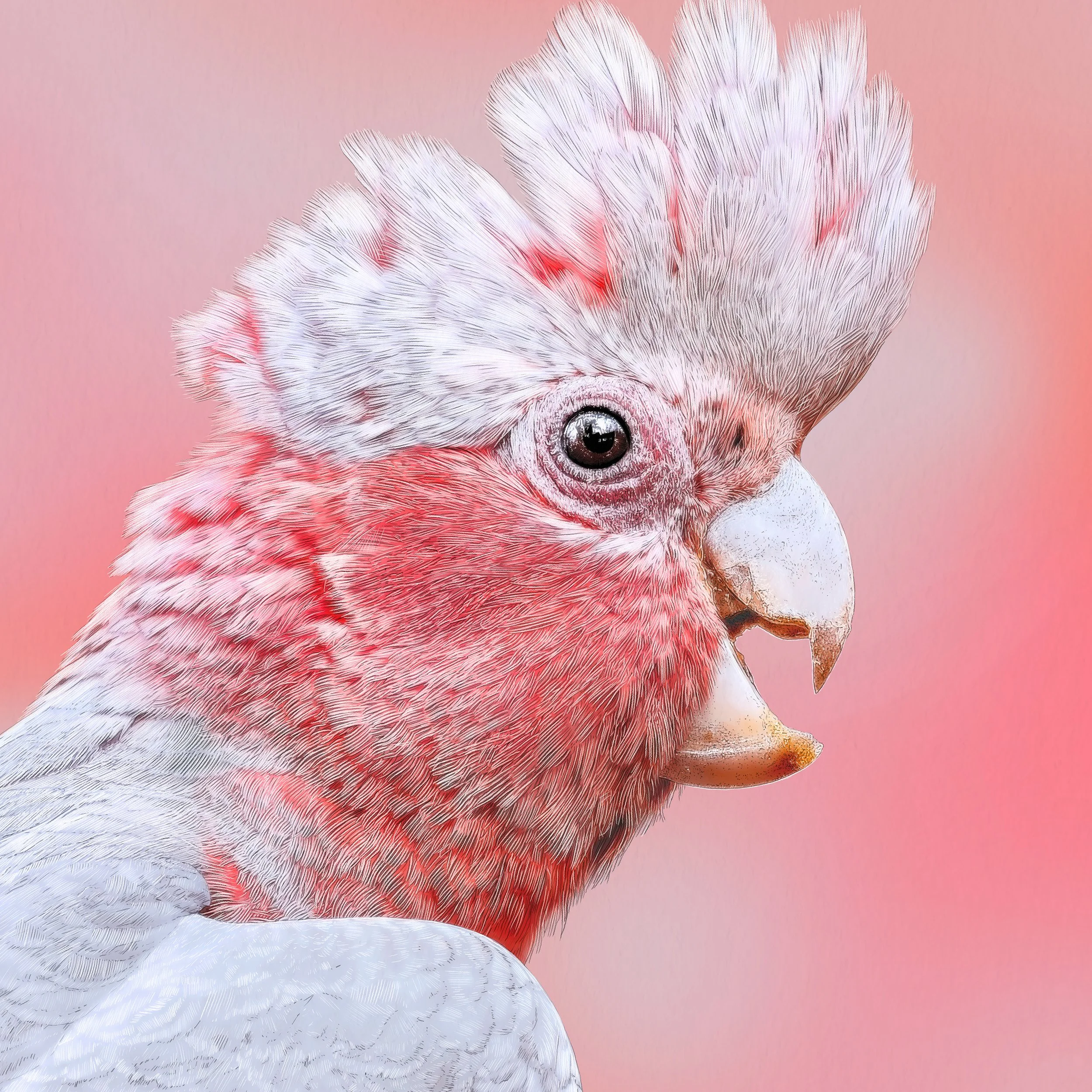Kait D'Arcy Art Galah Website Listing Square 8.jpg