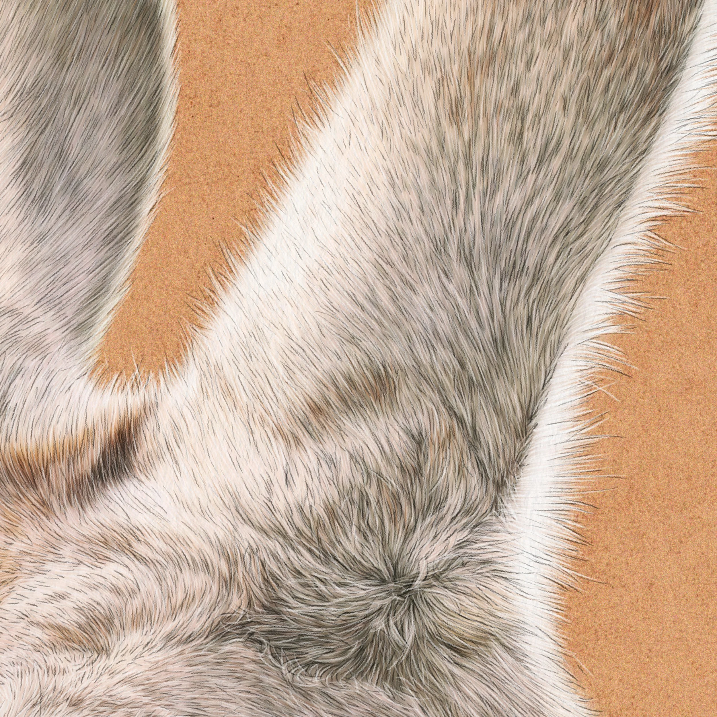 Kait D'Arcy Art William Kangaroo 5.jpg