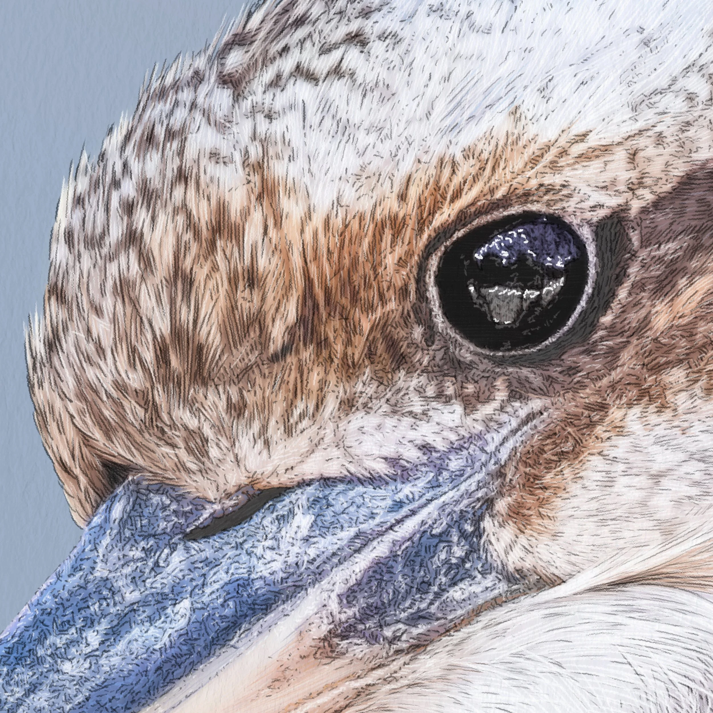 Kait D'Arcy Art Coco Kookaburra 4.jpg