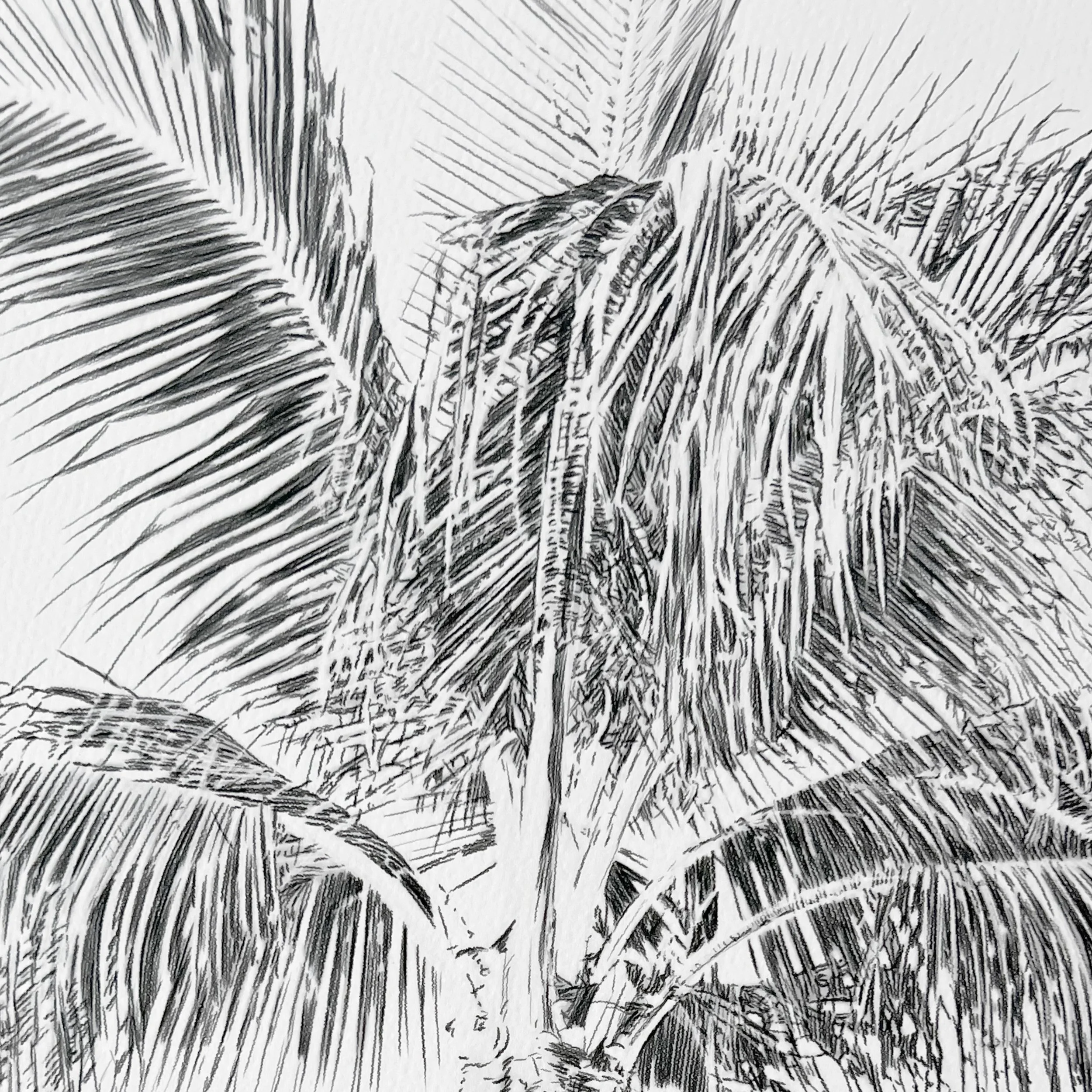 Kait DArcy Art Palm Lines 11.jpg