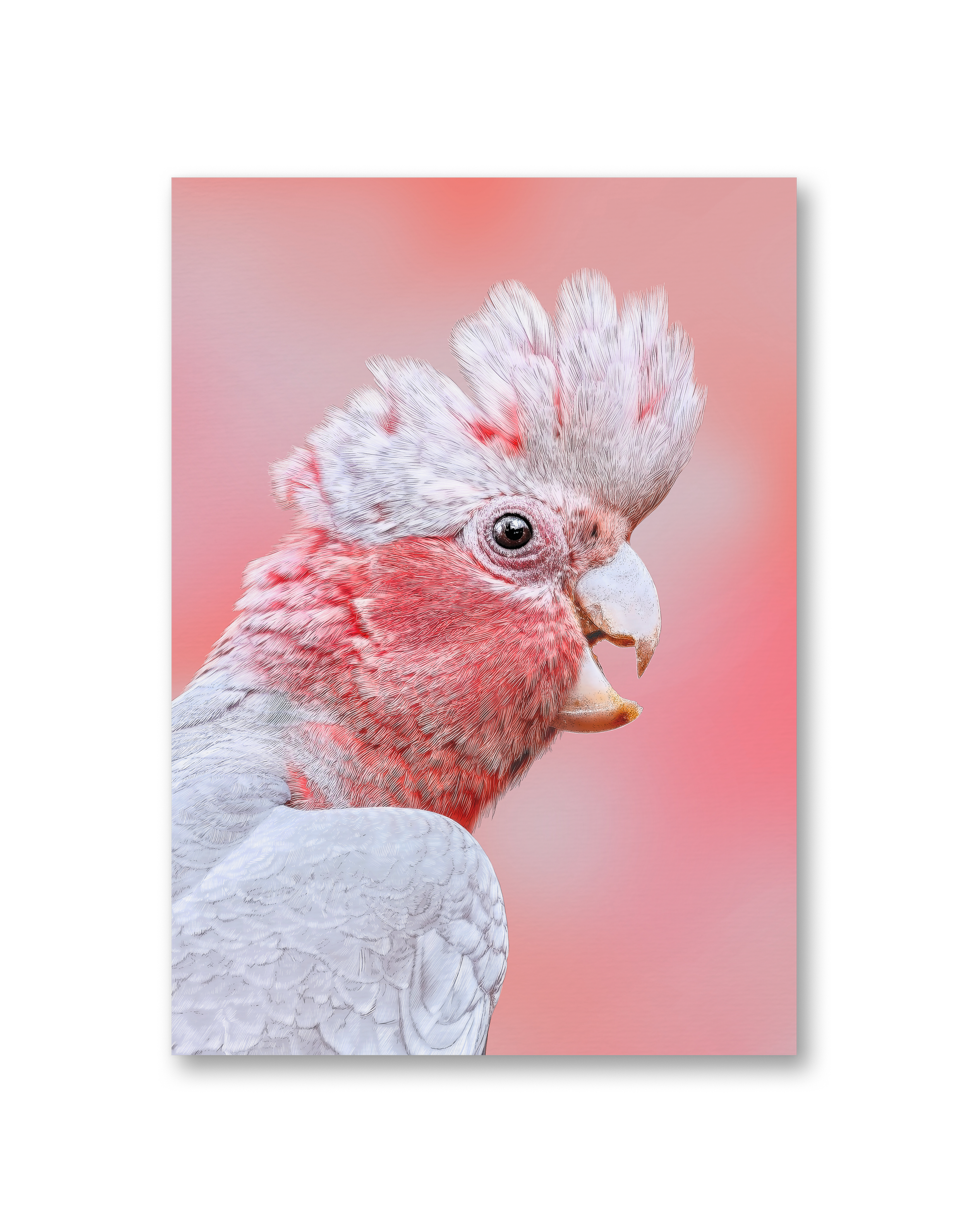 Kait DArcy Art Galah Listing Thumbnail.png