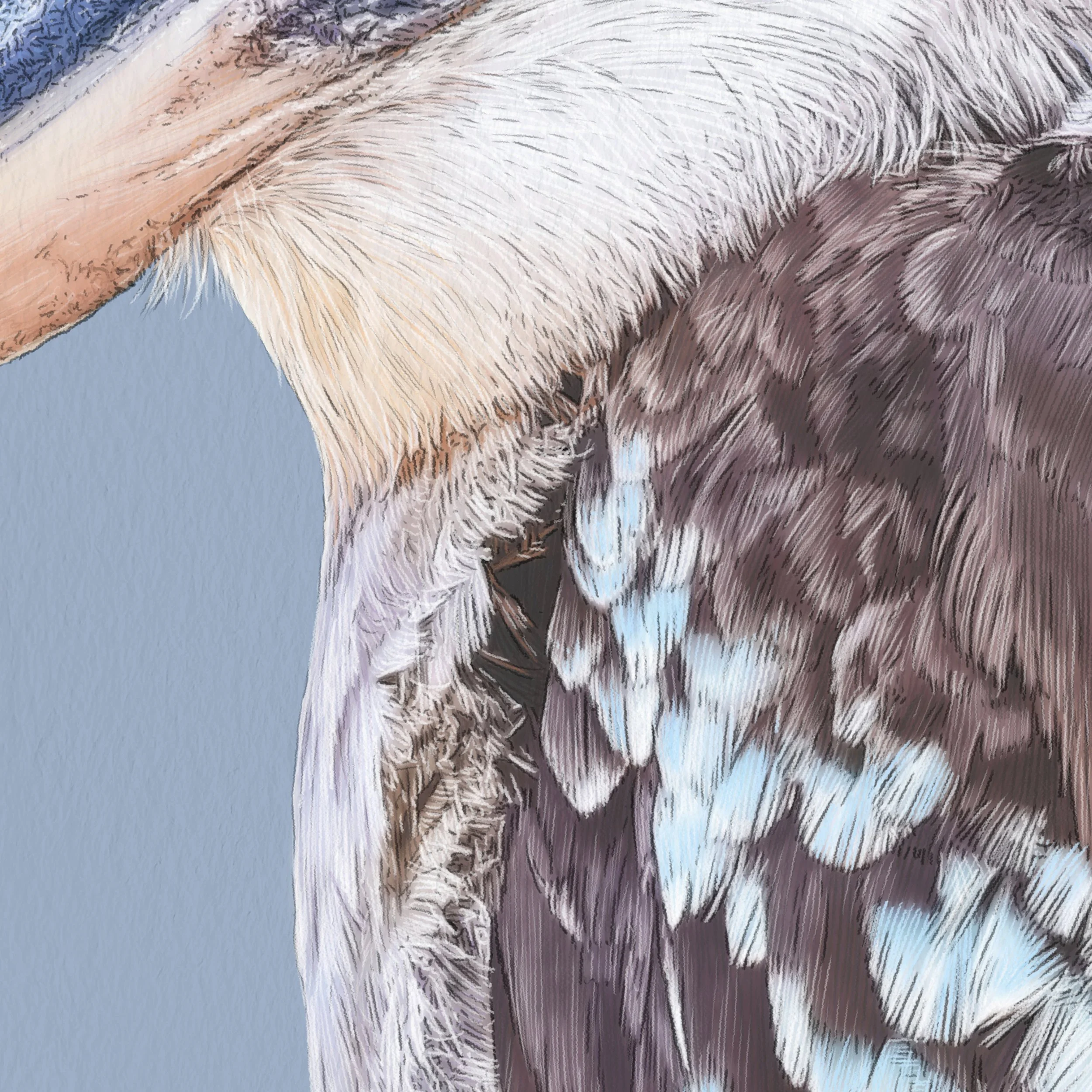 Kait D'Arcy Art Coco Kookaburra 5.jpg