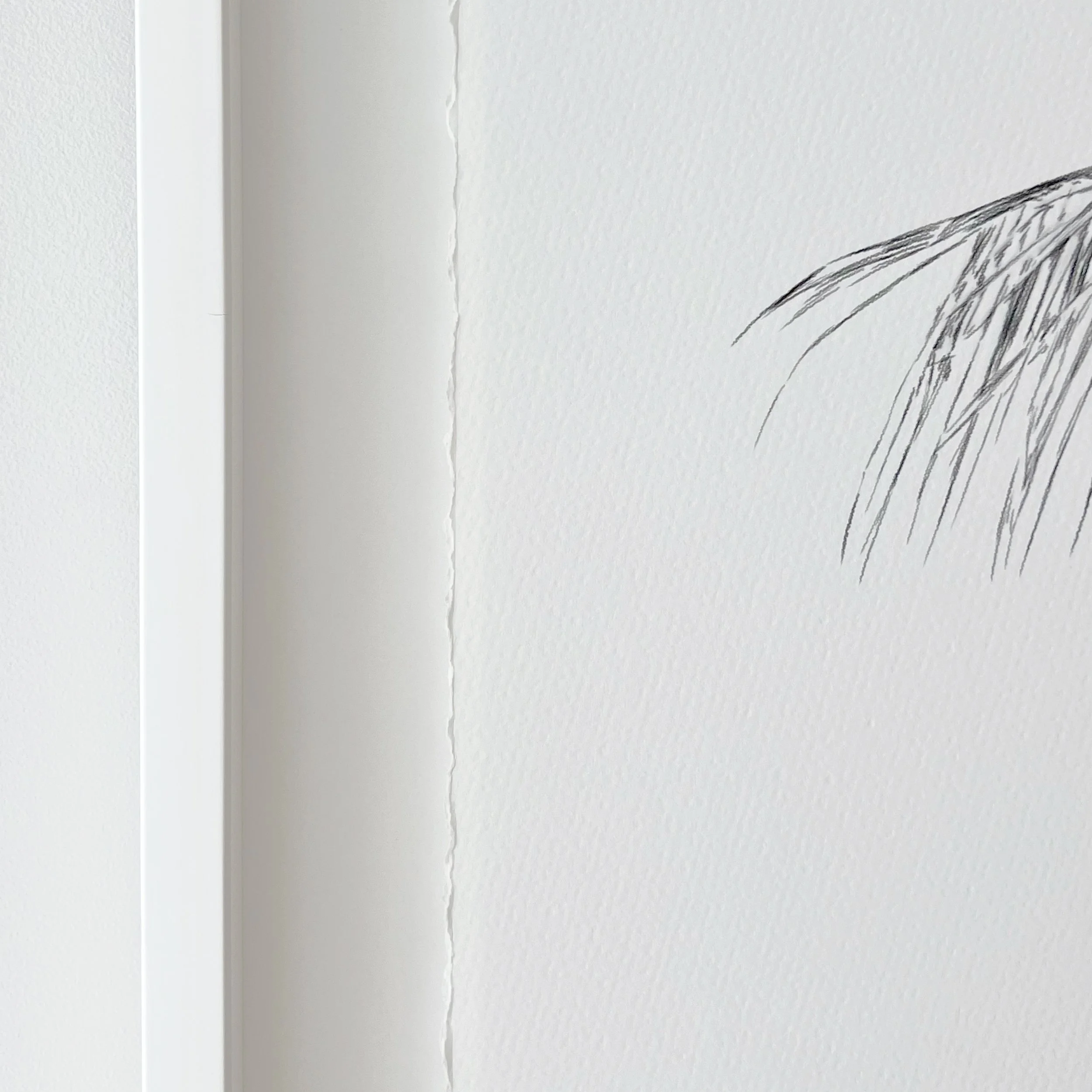 Kait DArcy Art Palm Lines 10.jpg