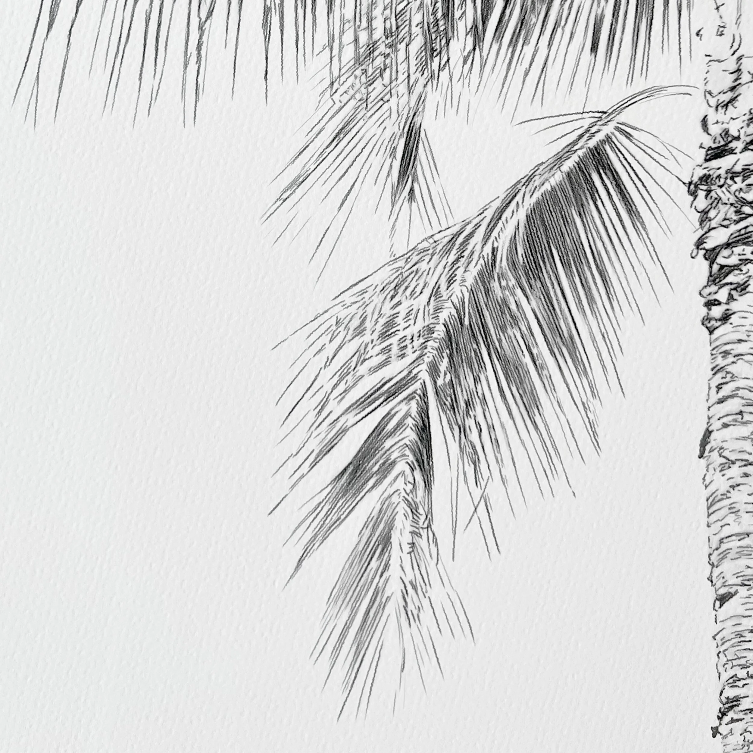 Kait DArcy Art Palm Lines 9.jpg