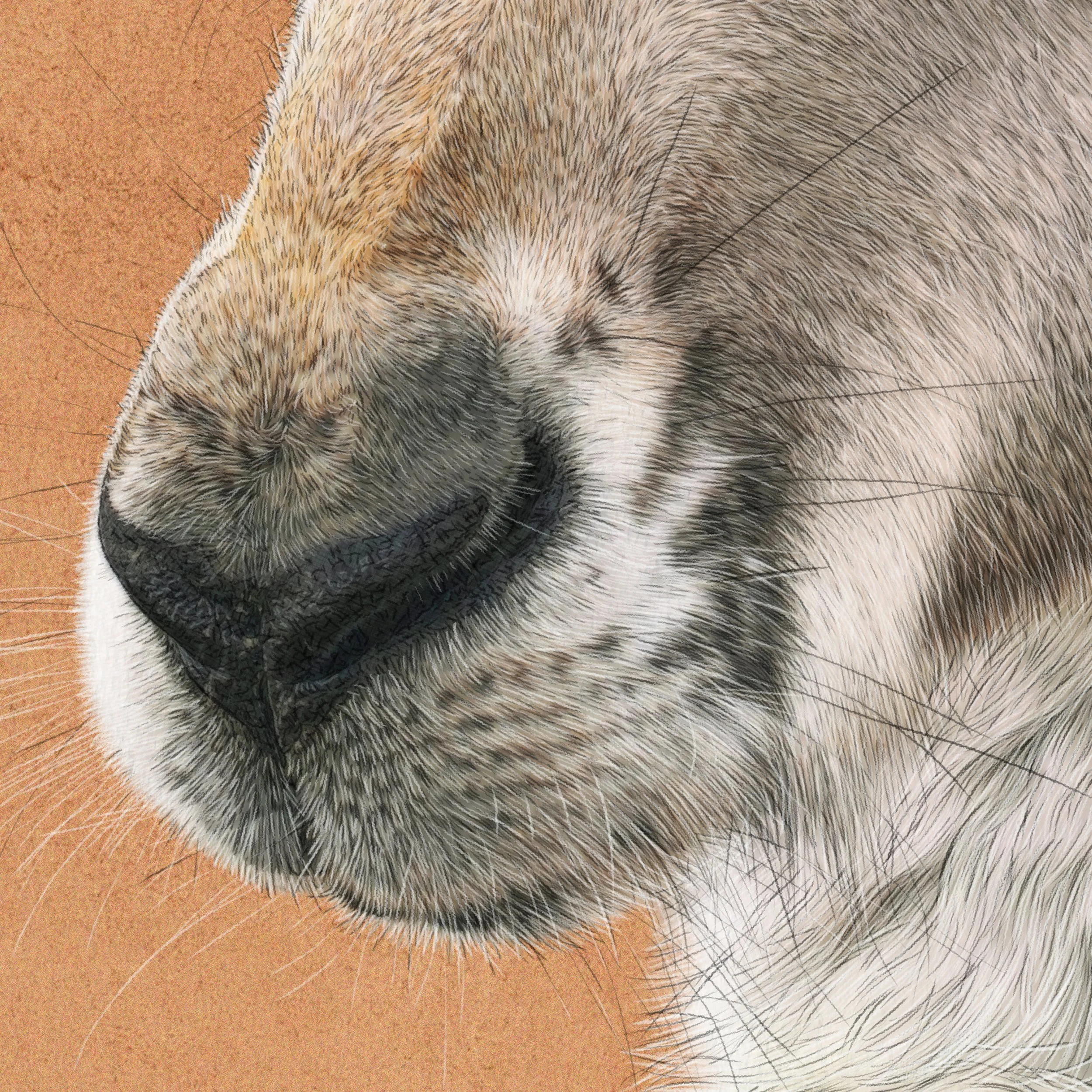 Kait D'Arcy Art William Kangaroo 4.jpg