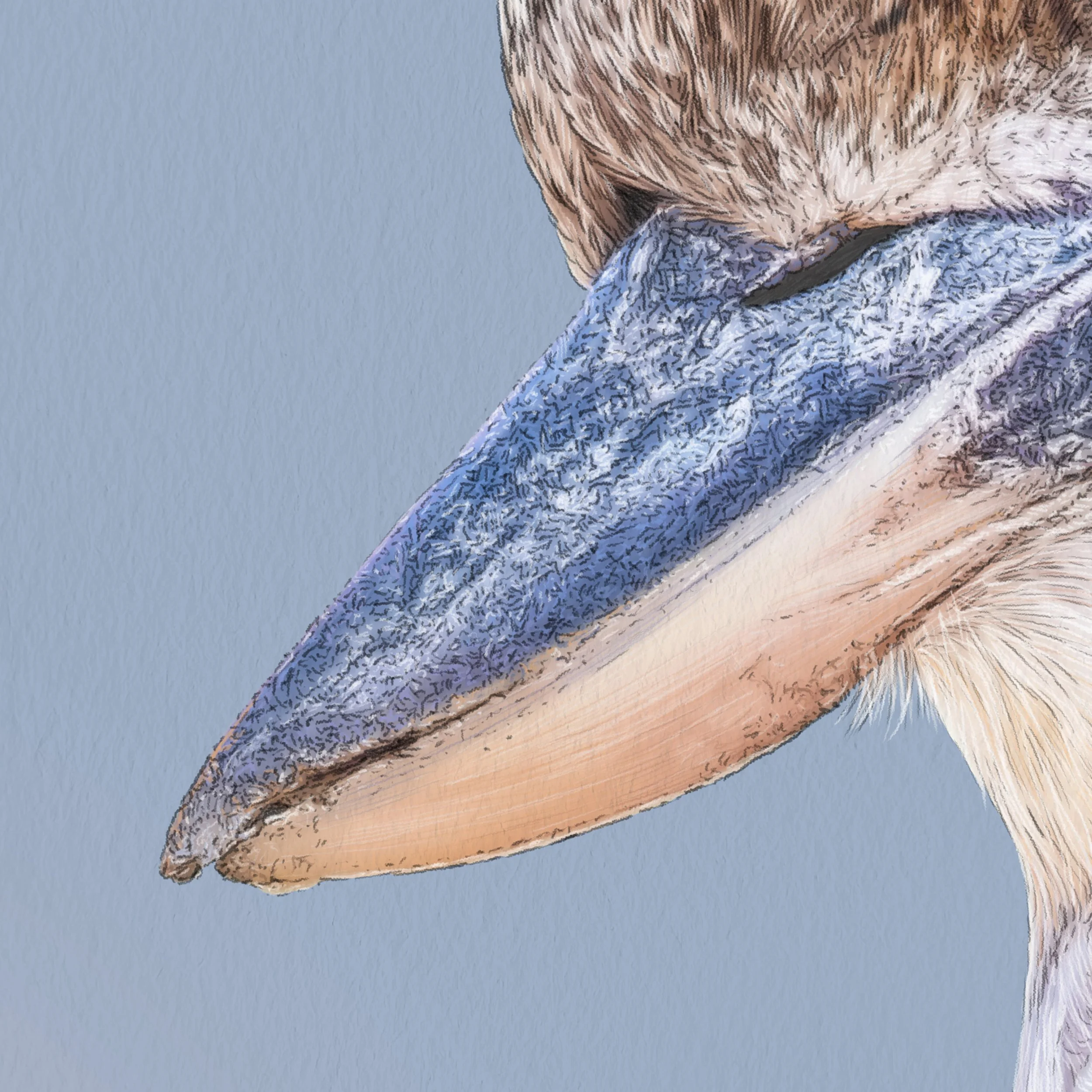 Kait D'Arcy Art Coco Kookaburra 3.jpg