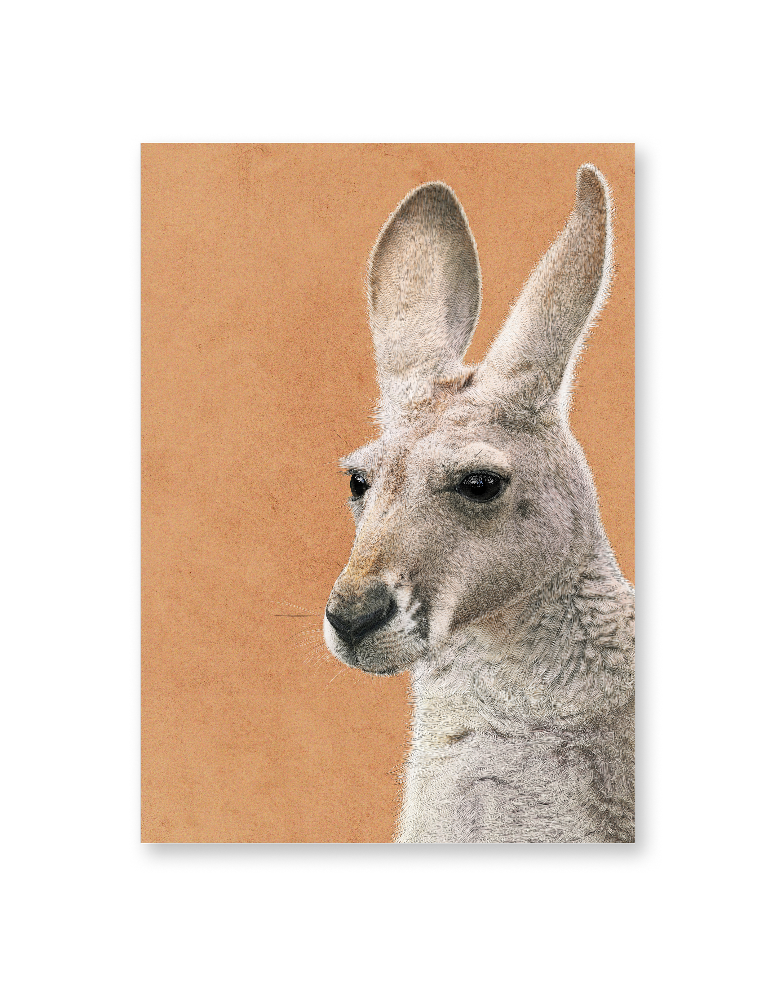 Kait D'Arcy Art William Kangaroo 1.png