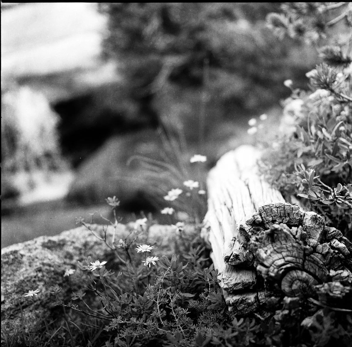 rollei_retro_400s_07_29_2024_000365960002.jpg