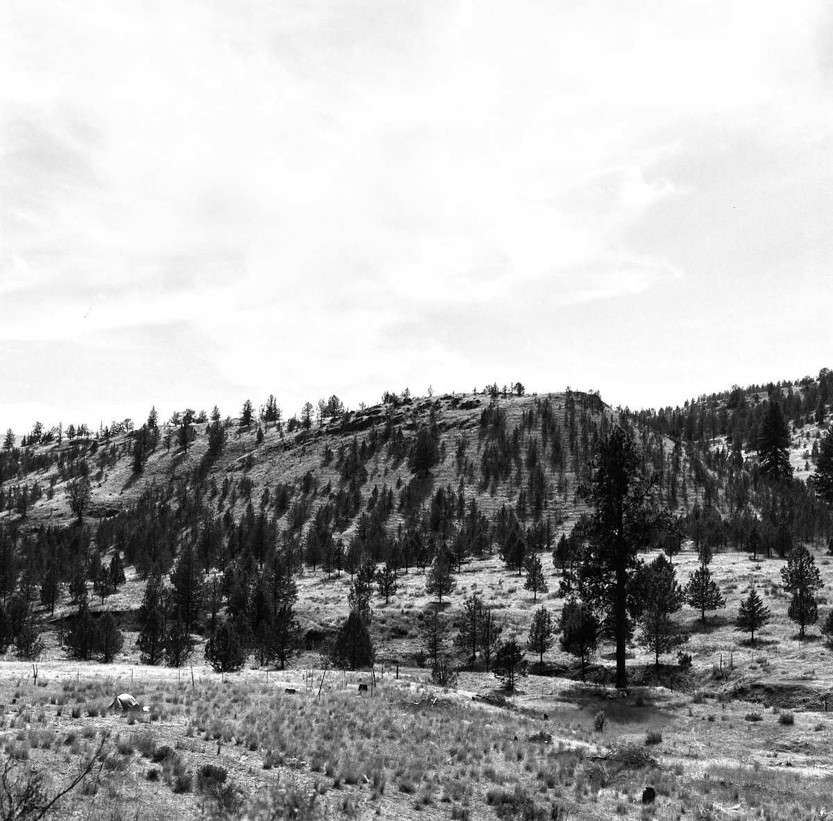 ilford_fp4_plus_07_29_2024_000106510002.jpg