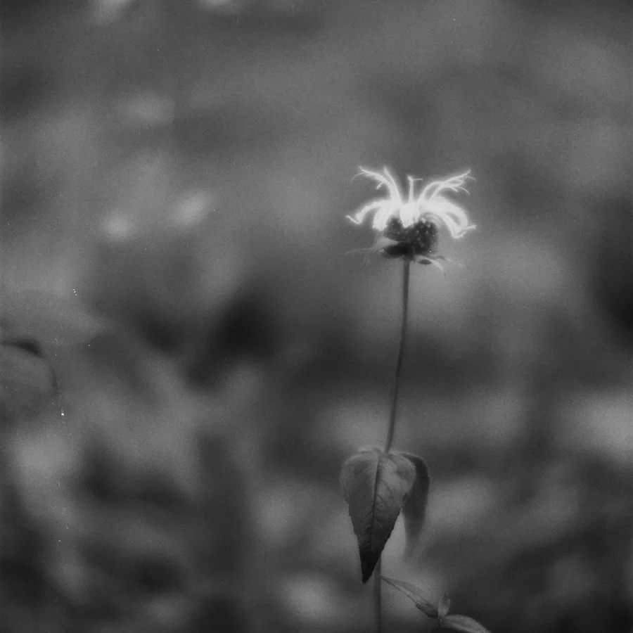 040_kodak_professional_t-max_100_07_29_2024_000273570036 1.jpg